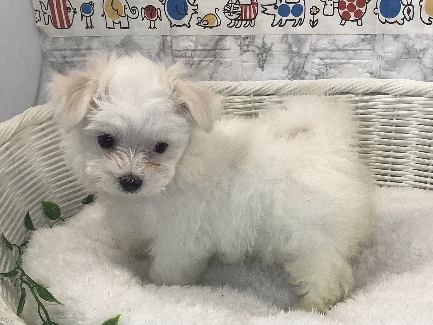 奈良県のマルチーズ (マルエスペット いかるが店/2025年9月28日生まれ/女の子/ホワイト)の子犬の3枚目の画像