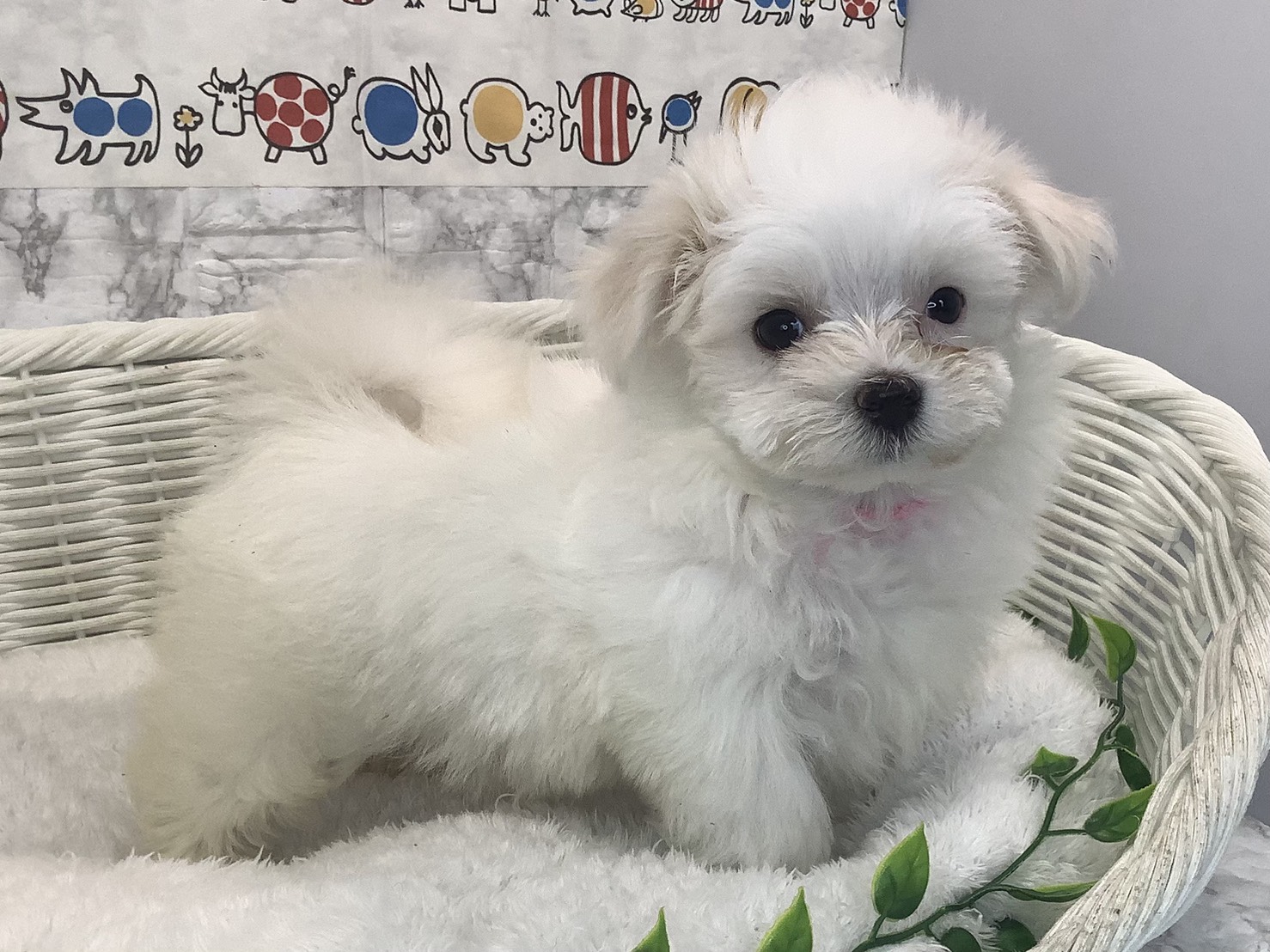 奈良県のマルチーズ (マルエスペット いかるが店/2025年9月28日生まれ/女の子/ホワイト)の子犬の2枚目の画像