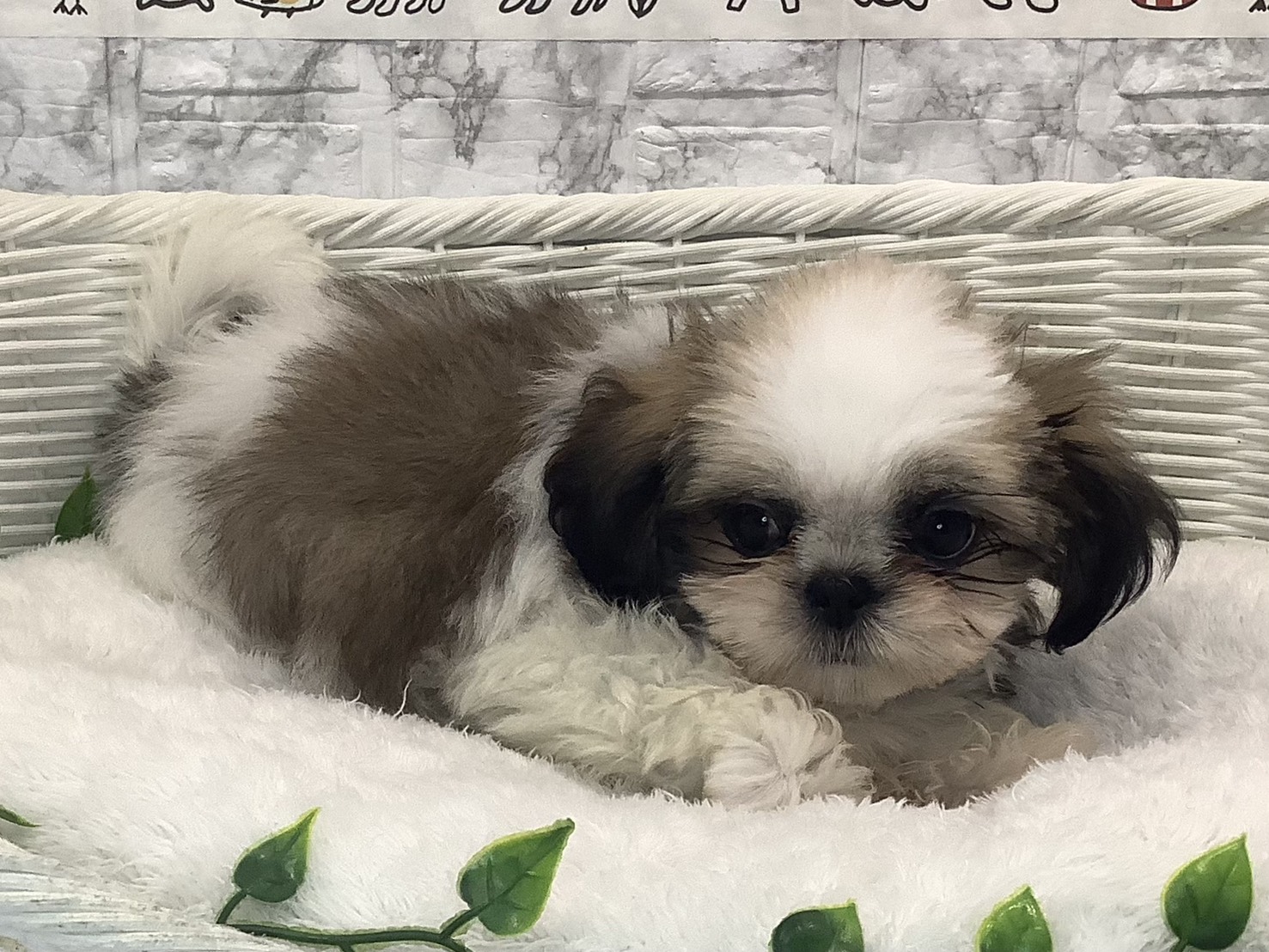 奈良県のシーズー (ペットアミ生駒店/2025年9月5日生まれ/女の子/ゴールドホワイト)の子犬の2枚目の画像