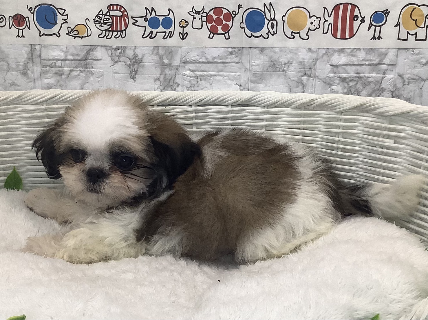 奈良県のシーズー (ペットアミ生駒店/2025年9月5日生まれ/女の子/ゴールドホワイト)の子犬の3枚目の画像