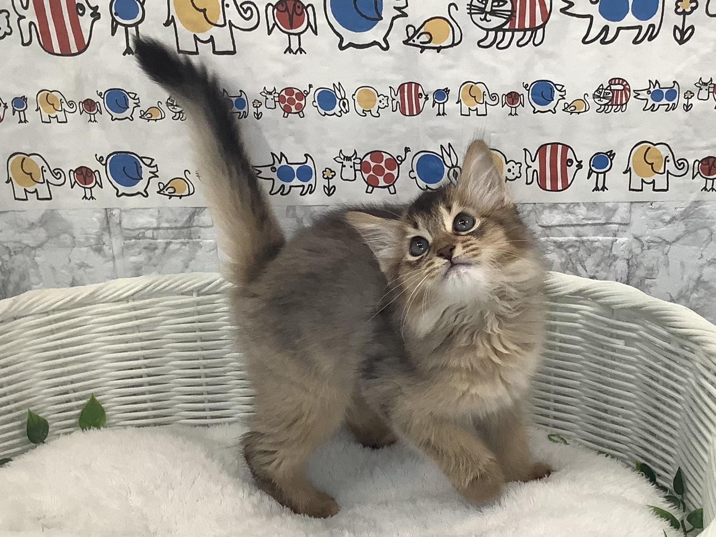 奈良県のソマリ (マルエスペット 奈良店/2025年9月16日生まれ/男の子/ルディ)の子猫の2枚目の画像