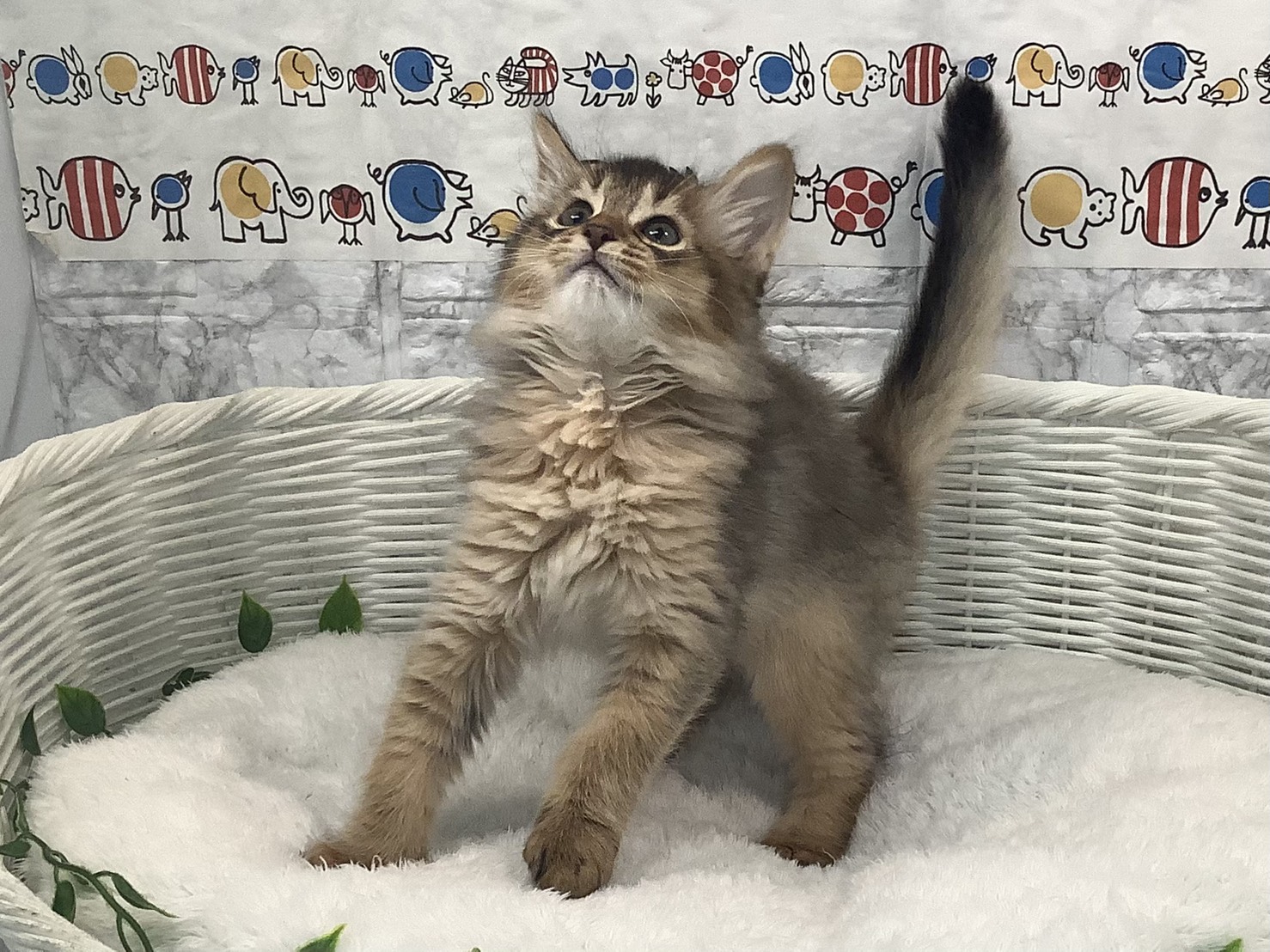 奈良県のソマリ (マルエスペット 奈良店/2025年9月16日生まれ/男の子/ルディ)の子猫の3枚目の画像