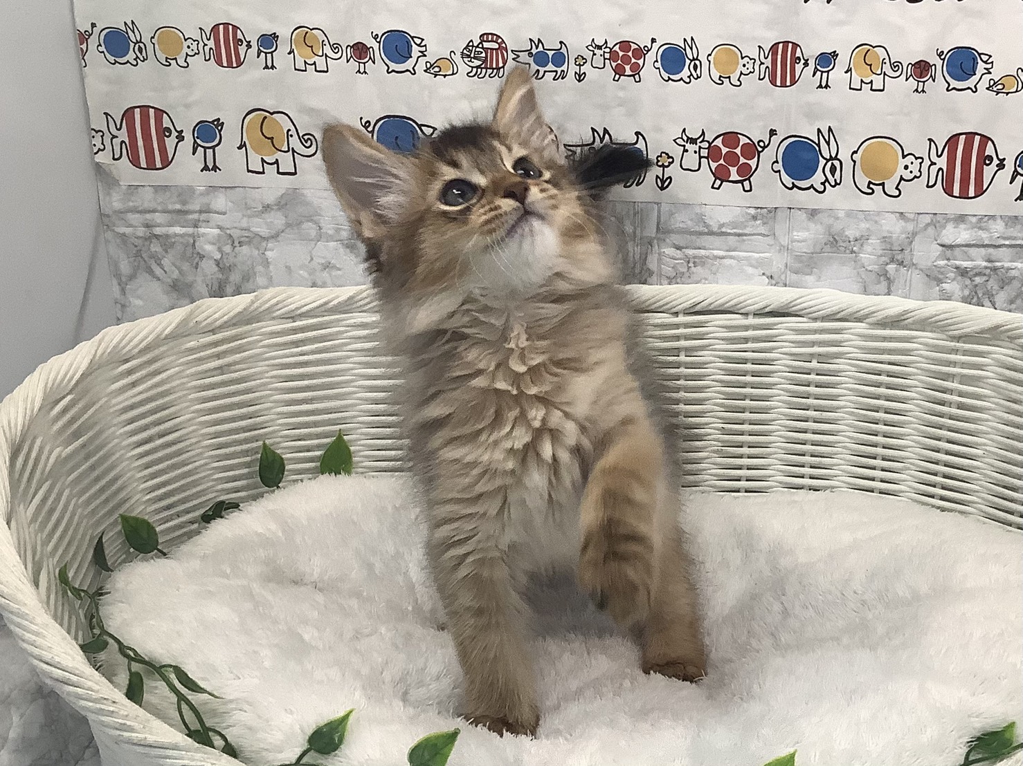 奈良県のソマリ (マルエスペット 奈良店/2025年9月16日生まれ/男の子/ルディ)の子猫の1枚目の画像