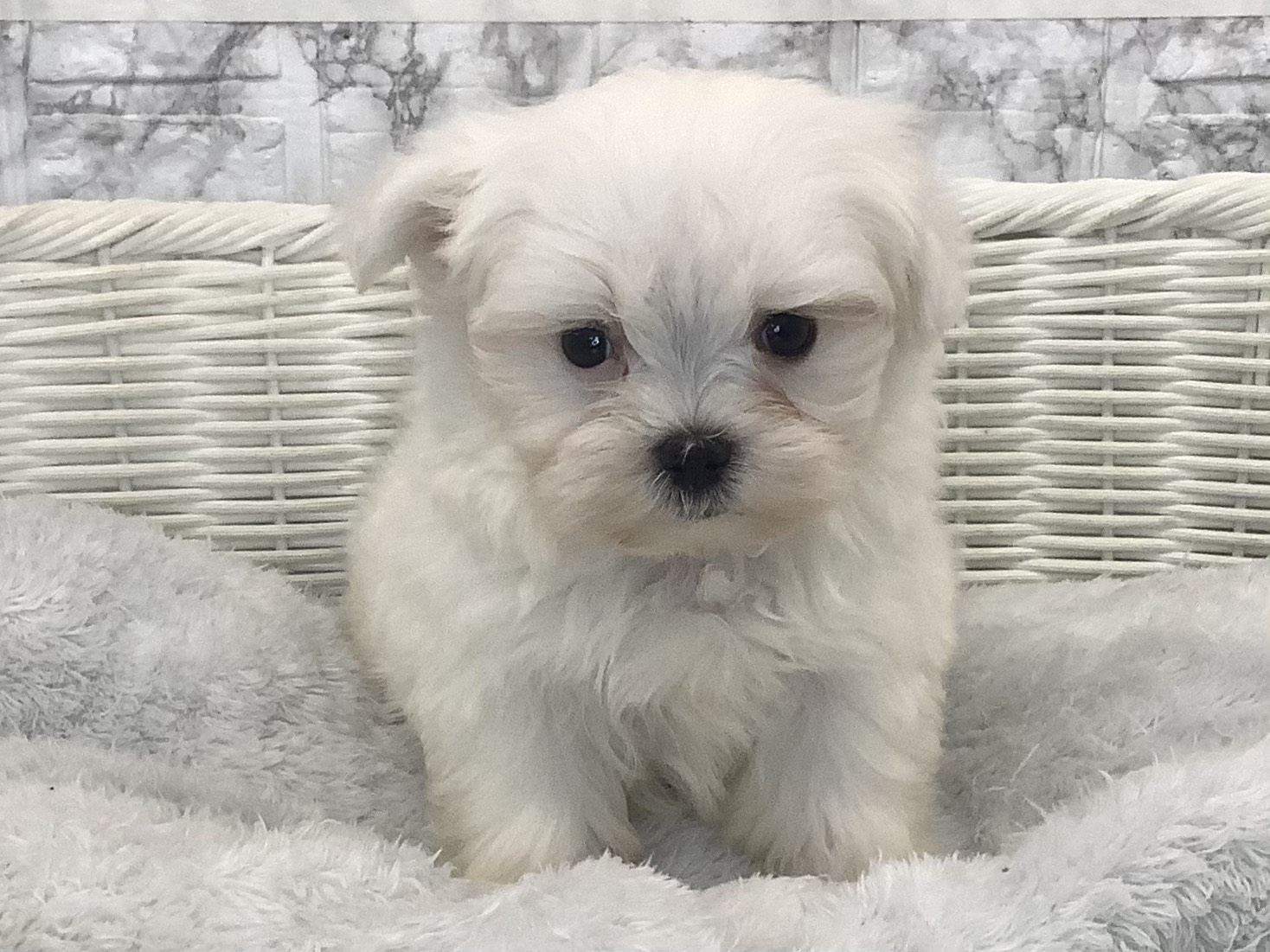 静岡県のマルチーズ (マルエスペット富士見台店/2025年9月27日生まれ/男の子/ホワイト)の子犬の1枚目の画像