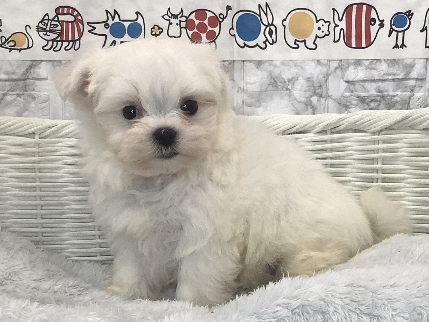 静岡県のマルチーズ (マルエスペット富士見台店/2025年9月27日生まれ/男の子/ホワイト)の子犬の3枚目の画像