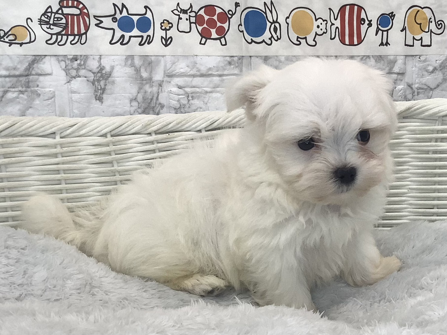 静岡県のマルチーズ (マルエスペット富士見台店/2025年9月27日生まれ/男の子/ホワイト)の子犬の2枚目の画像