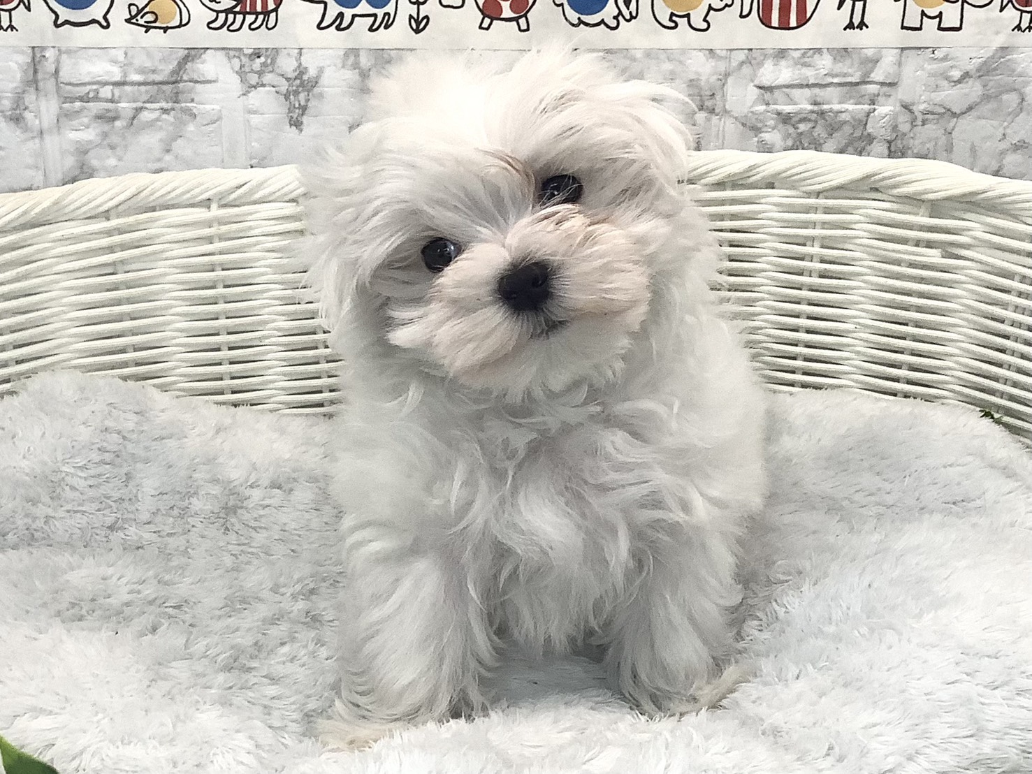 静岡県のマルチーズ (マルエスペット御殿場店/2025年9月20日生まれ/男の子/ホワイト)の子犬の1枚目の画像