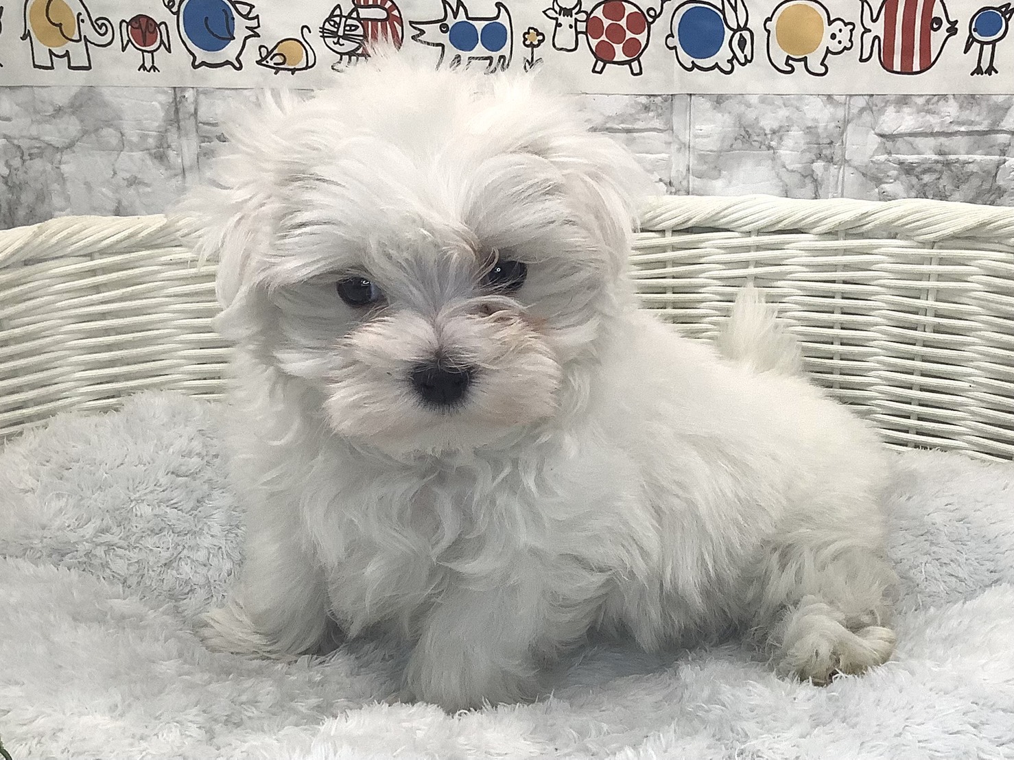 静岡県のマルチーズ (マルエスペット御殿場店/2025年9月20日生まれ/男の子/ホワイト)の子犬の3枚目の画像