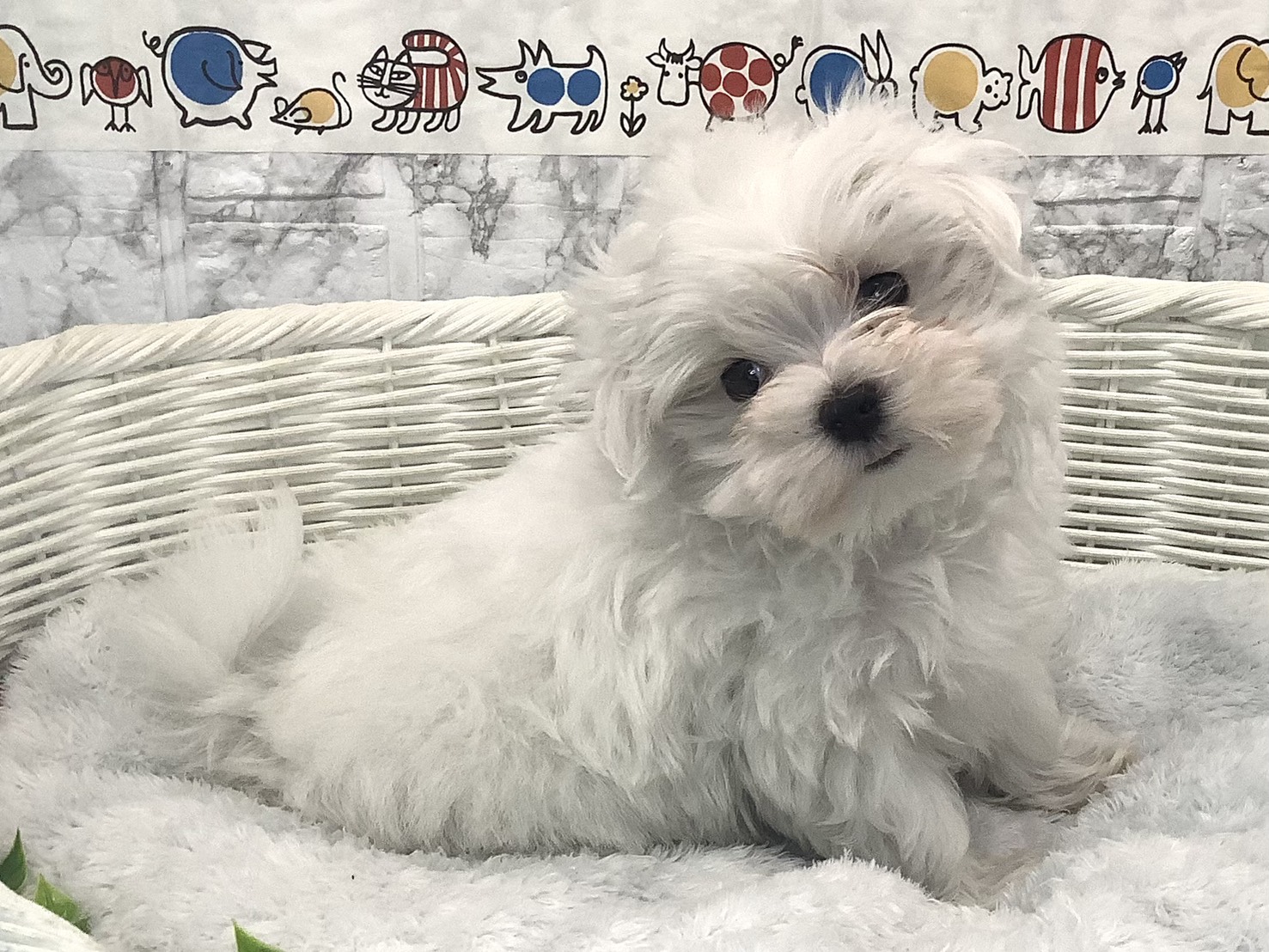 静岡県のマルチーズ (マルエスペット御殿場店/2025年9月20日生まれ/男の子/ホワイト)の子犬の2枚目の画像