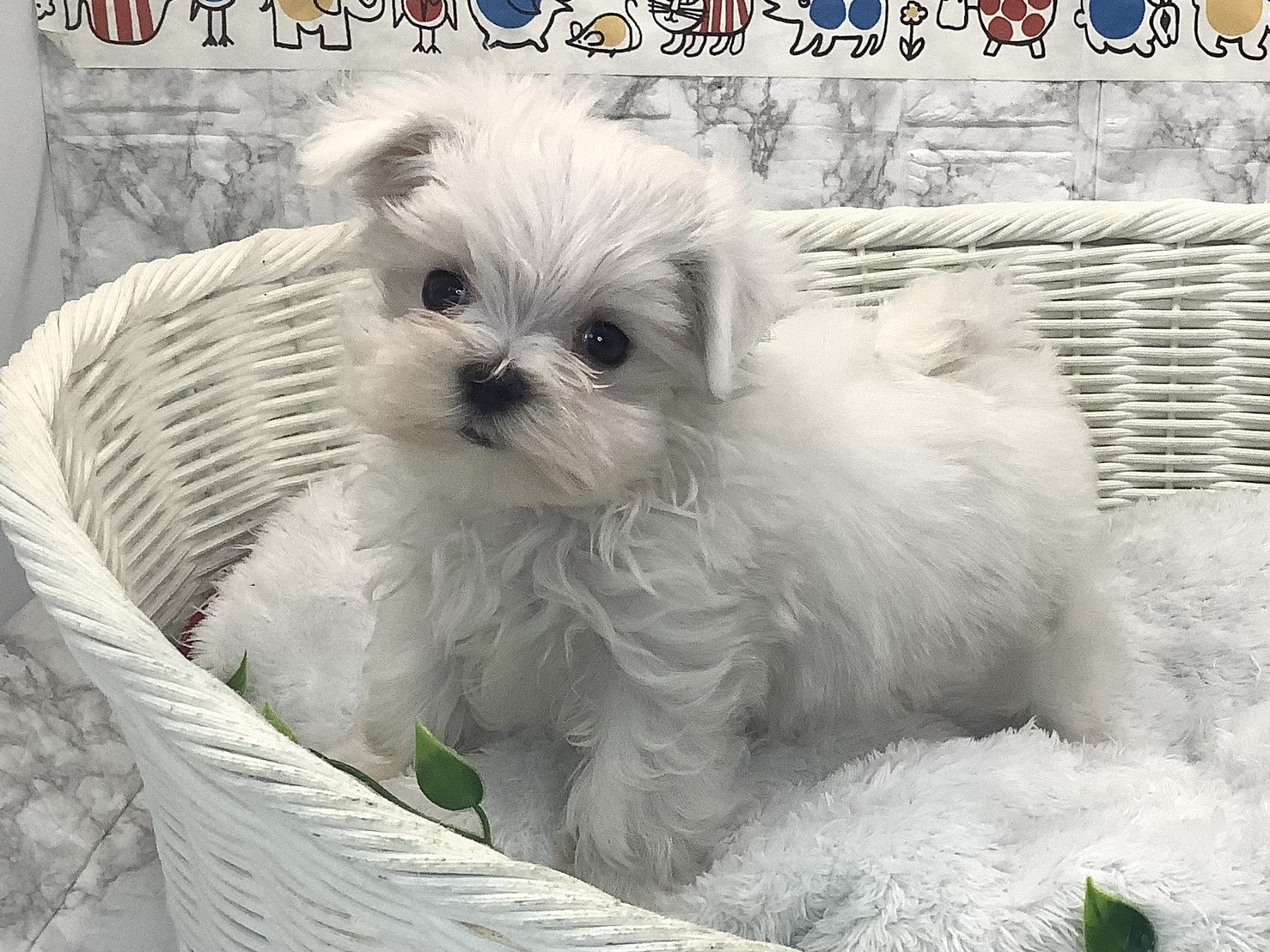 奈良県のマルチーズ (マルエスペット 押熊店/2025年9月20日生まれ/女の子/ホワイト)の子犬の3枚目の画像