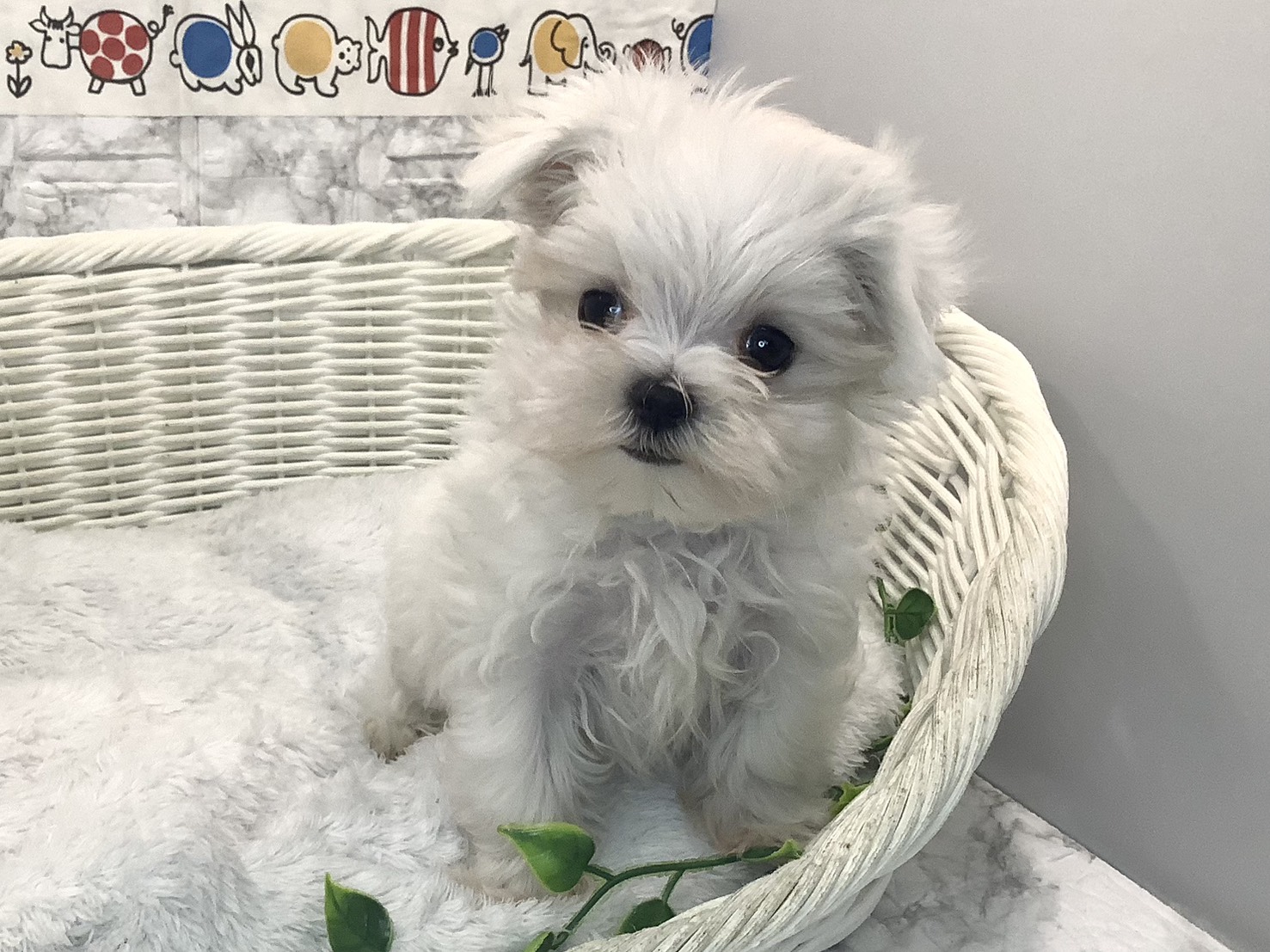 奈良県のマルチーズ (マルエスペット 押熊店/2025年9月20日生まれ/女の子/ホワイト)の子犬の1枚目の画像