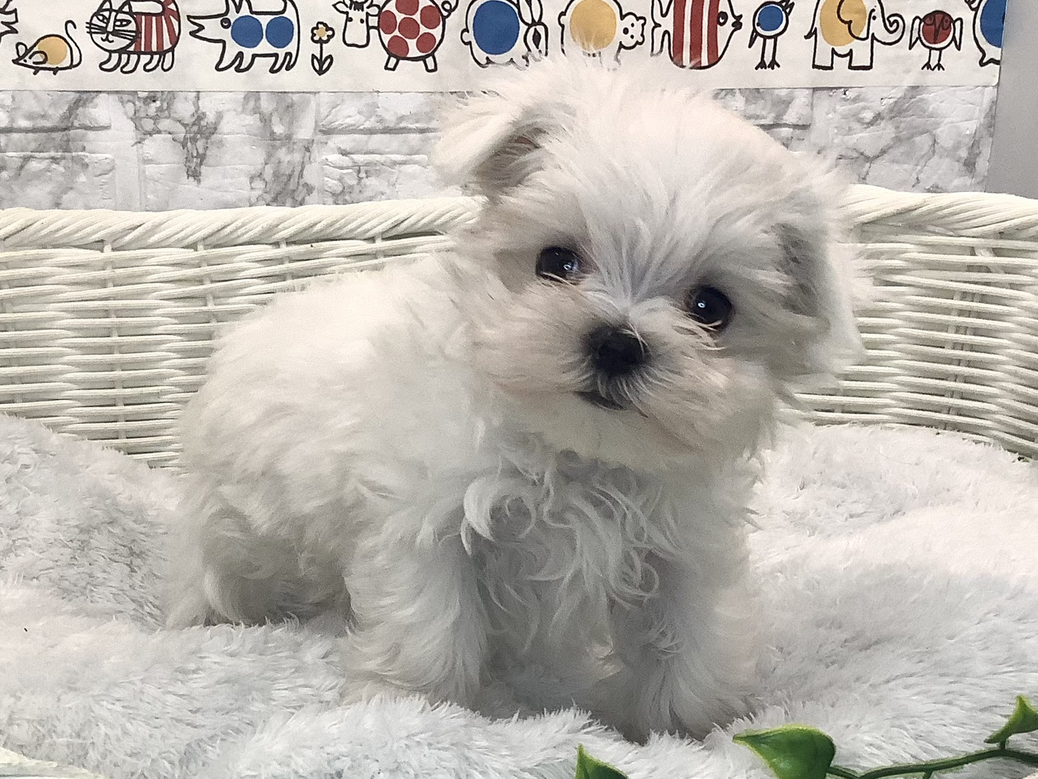 奈良県のマルチーズ (マルエスペット 押熊店/2025年9月20日生まれ/女の子/ホワイト)の子犬の2枚目の画像