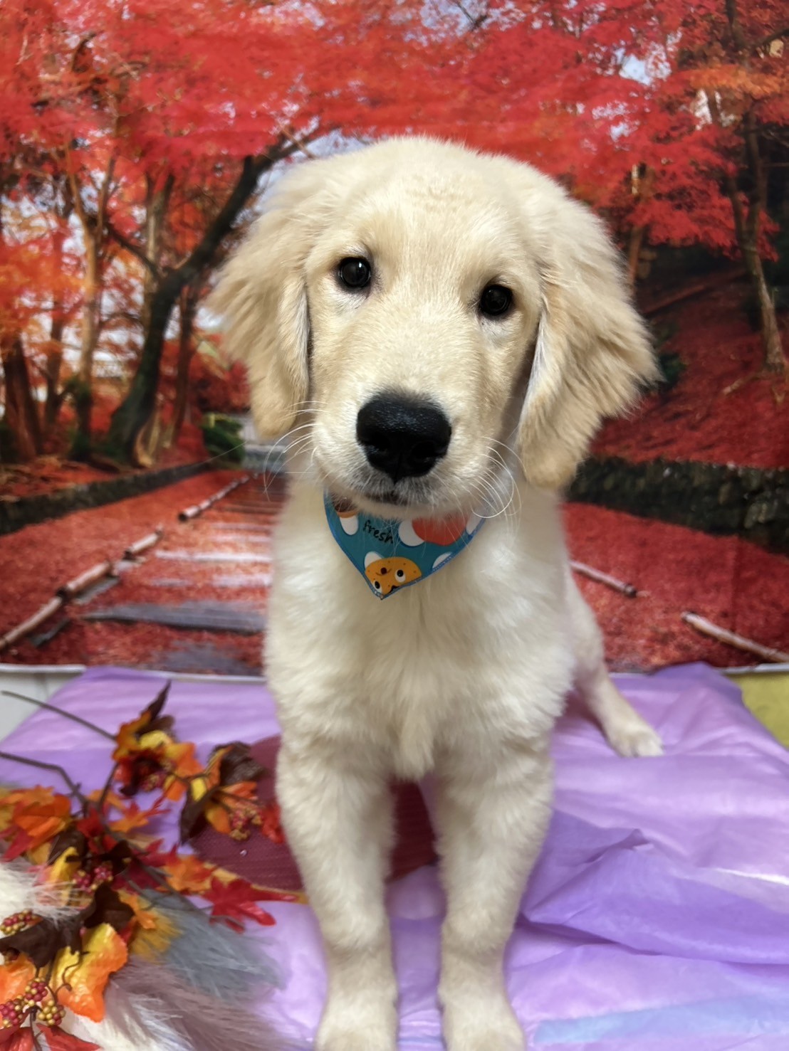 静岡県のゴールデンレトリバー (マルエスペット富士店/2025年7月4日生まれ/男の子/ゴールデン)の子犬の4枚目の画像