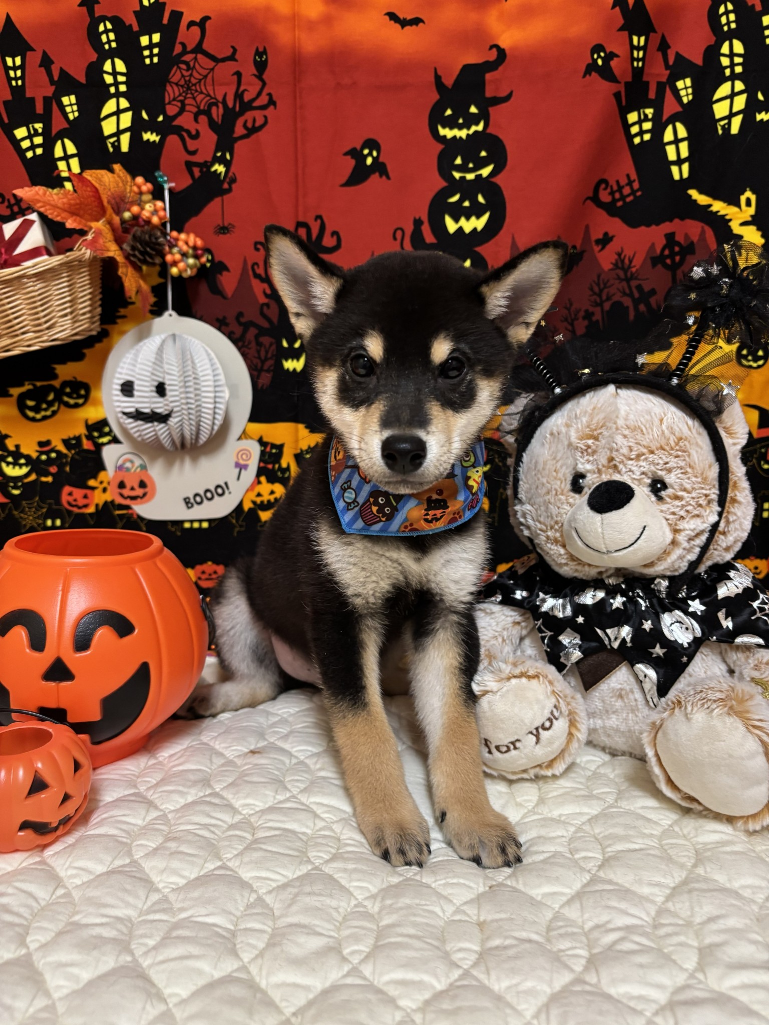 静岡県の柴犬(標準サイズ) (マルエスペット富士店/2025年7月21日生まれ/男の子/黒)の子犬の4枚目の画像