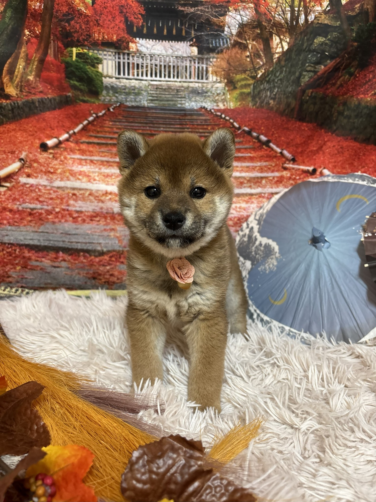 静岡県の柴犬(標準サイズ) (マルエスペット富士店/2025年9月14日生まれ/女の子/赤)の子犬の4枚目の画像