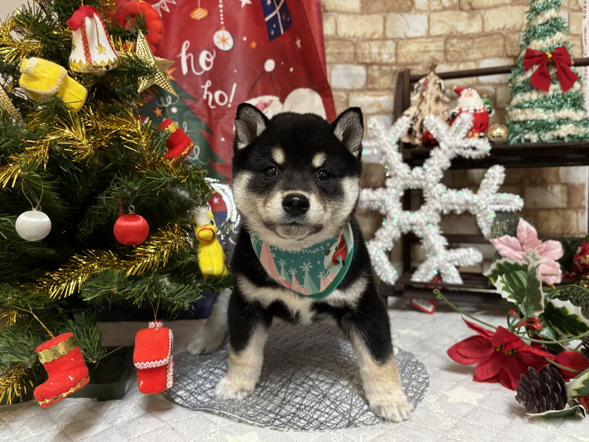 静岡県の柴犬(標準サイズ) (マルエスペット富士店/2025年9月28日生まれ/男の子/黒)の子犬の4枚目の画像