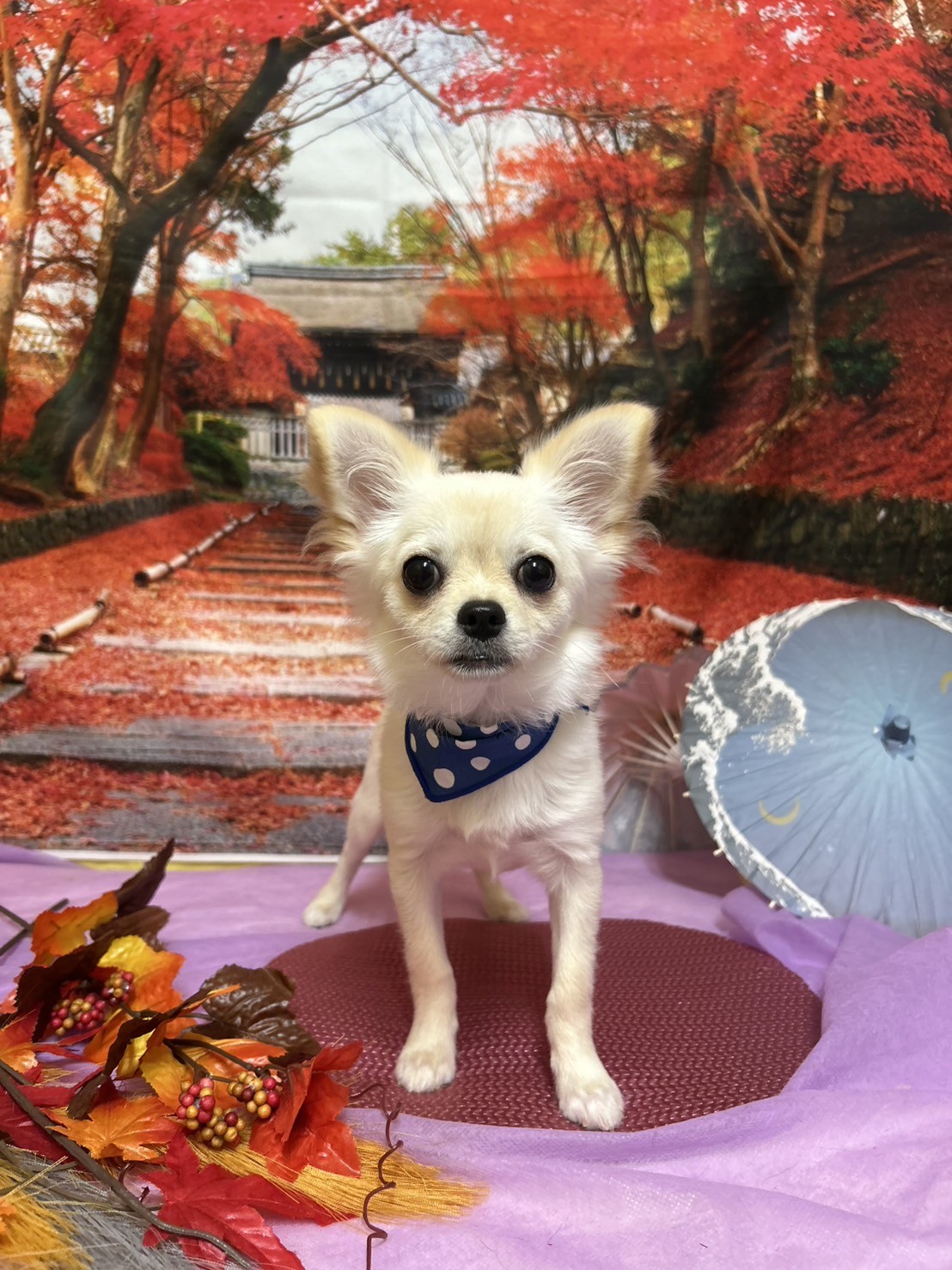 静岡県のチワワ(ロング) (マルエスペット富士店/2025年6月1日生まれ/男の子/クリーム)の子犬の4枚目の画像