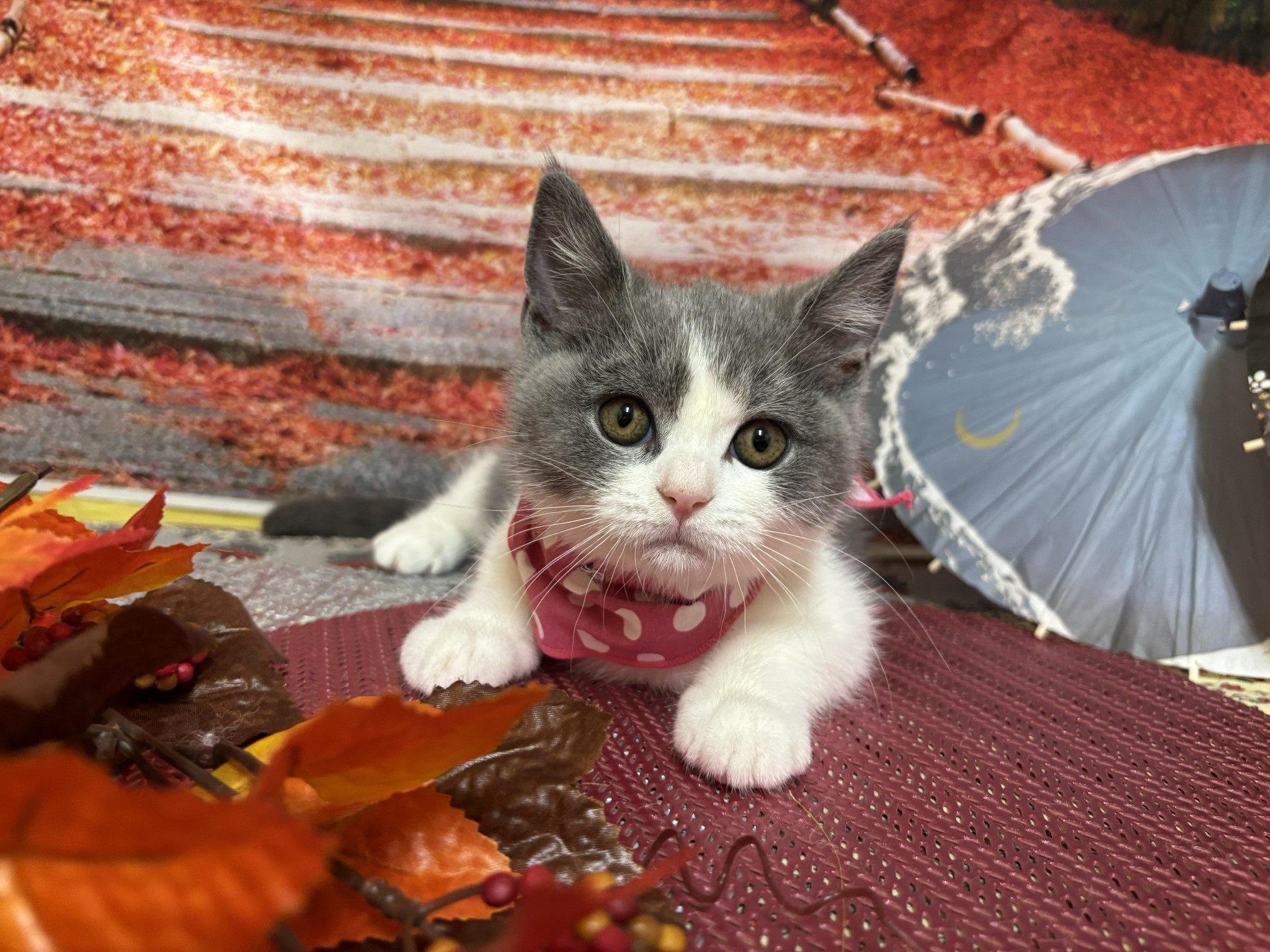 静岡県のブリティッシュショートヘアー (マルエスペット富士店/2025年8月26日生まれ/女の子/ブルーホワイト)の子猫の1枚目の画像