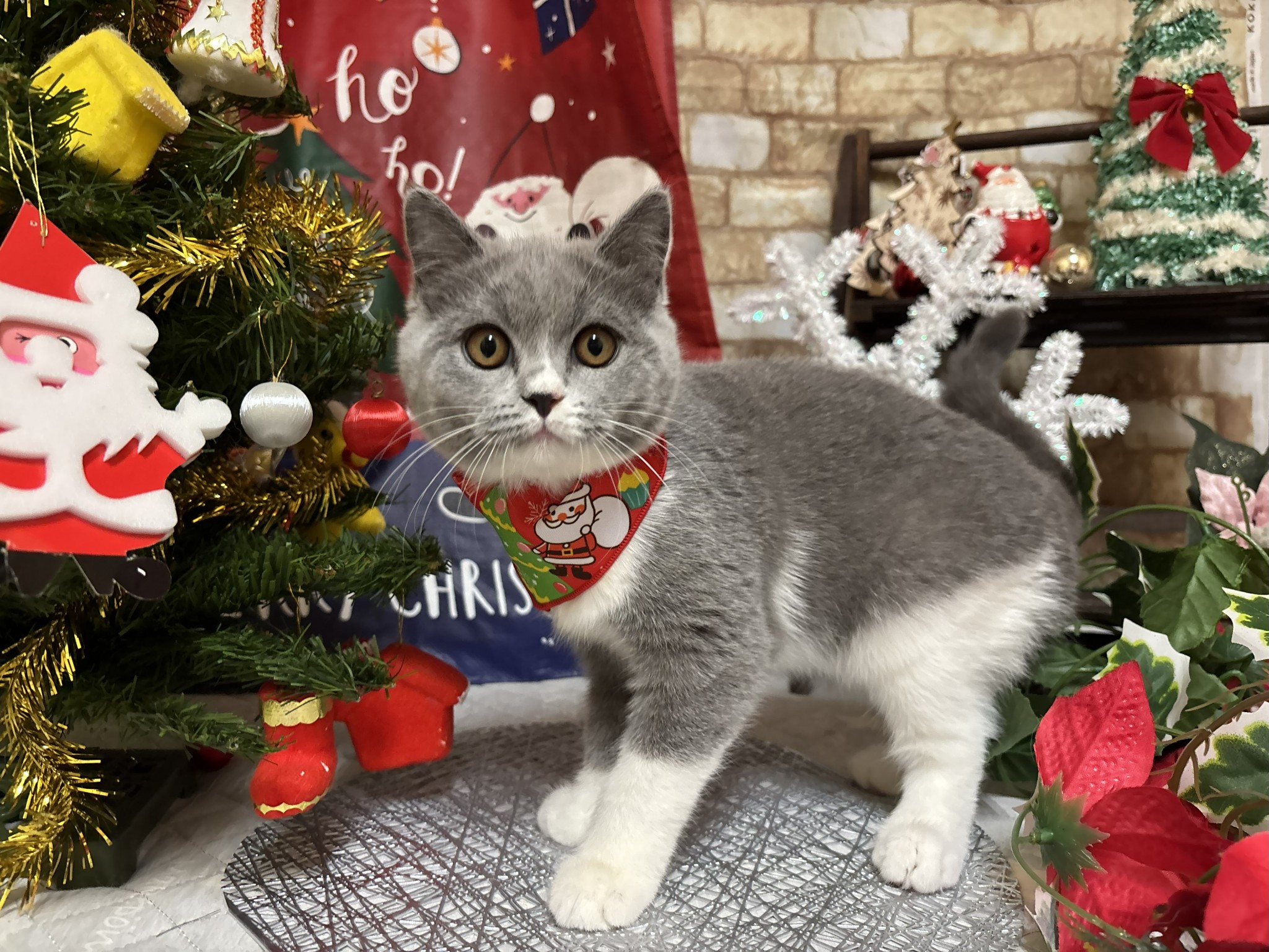 静岡県のブリティッシュショートヘアー (マルエスペット富士店/2025年8月11日生まれ/女の子/ブルーホワイト)の子猫の4枚目の画像