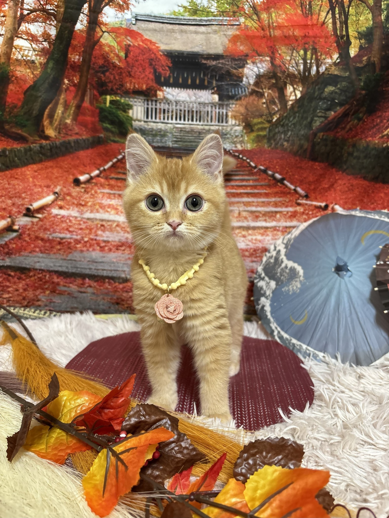 静岡県のミヌエット (マルエスペット富士店/2025年7月8日生まれ/女の子/レッドタビー)の子猫の4枚目の画像