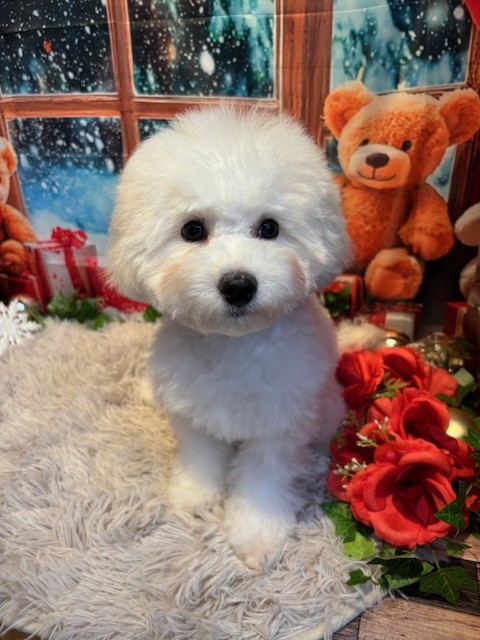 奈良県のビションフリーゼ (マルエスペット はんな店/2025年7月5日生まれ/男の子/ホワイト)の子犬の4枚目の画像