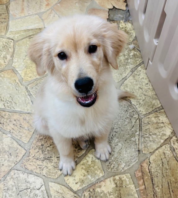 奈良県のゴールデンレトリバー (マルエスペット 富雄店/2025年7月19日生まれ/男の子/ゴールデン)の子犬の4枚目の画像