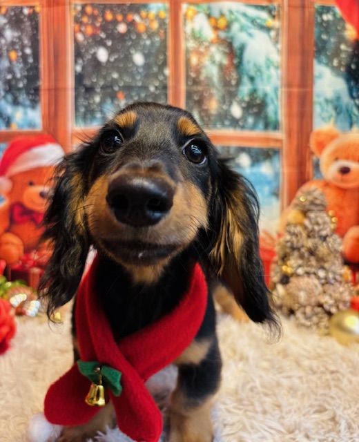 奈良県のミニチュアダックスフンド(ロング) (マルエスペット はんな店/2025年7月6日生まれ/男の子/ブラックタン)の子犬の4枚目の画像