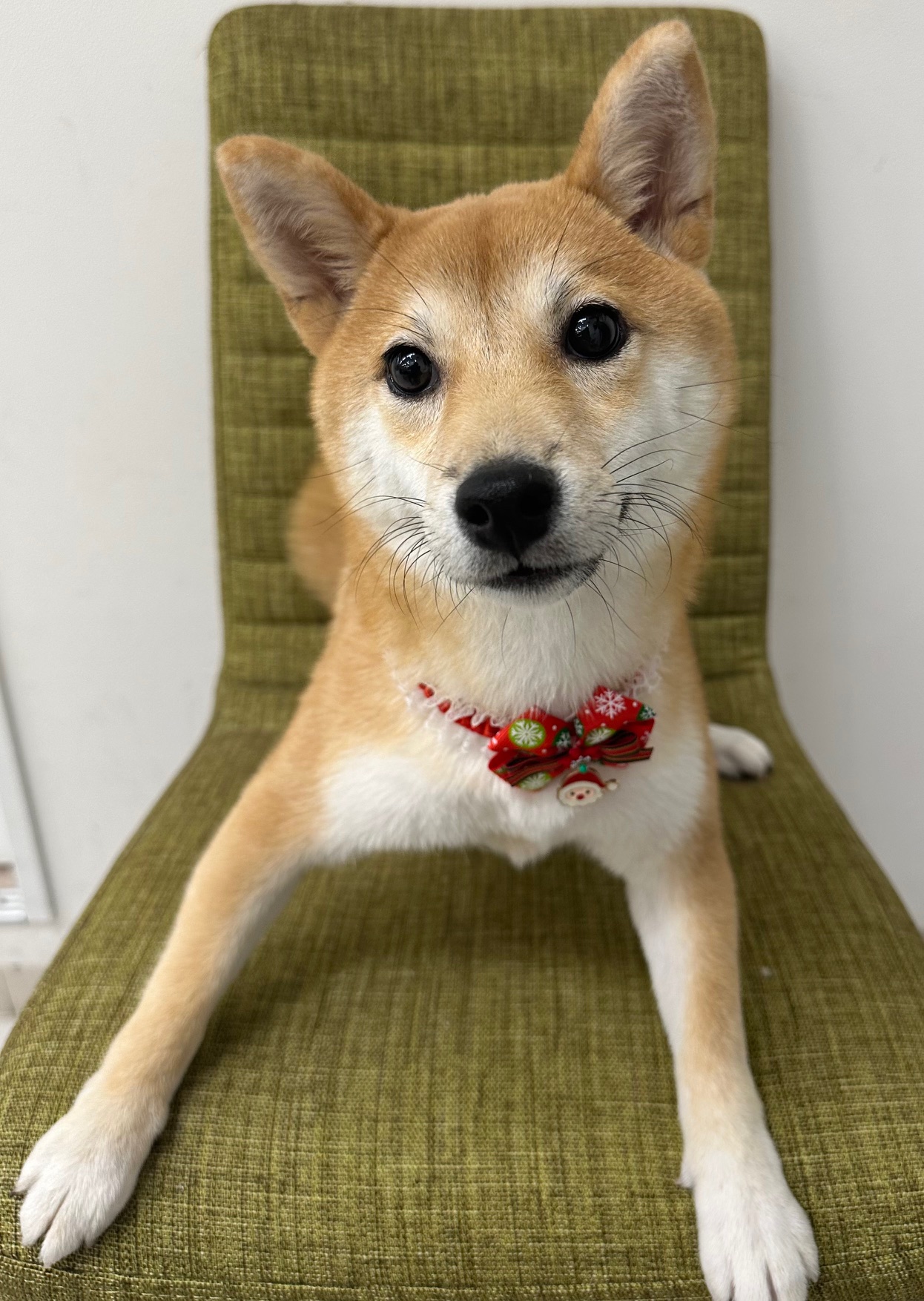 静岡県の豆柴 (マルエスペット富士見台店/2025年4月13日生まれ/女の子/赤)の子犬の3枚目の画像