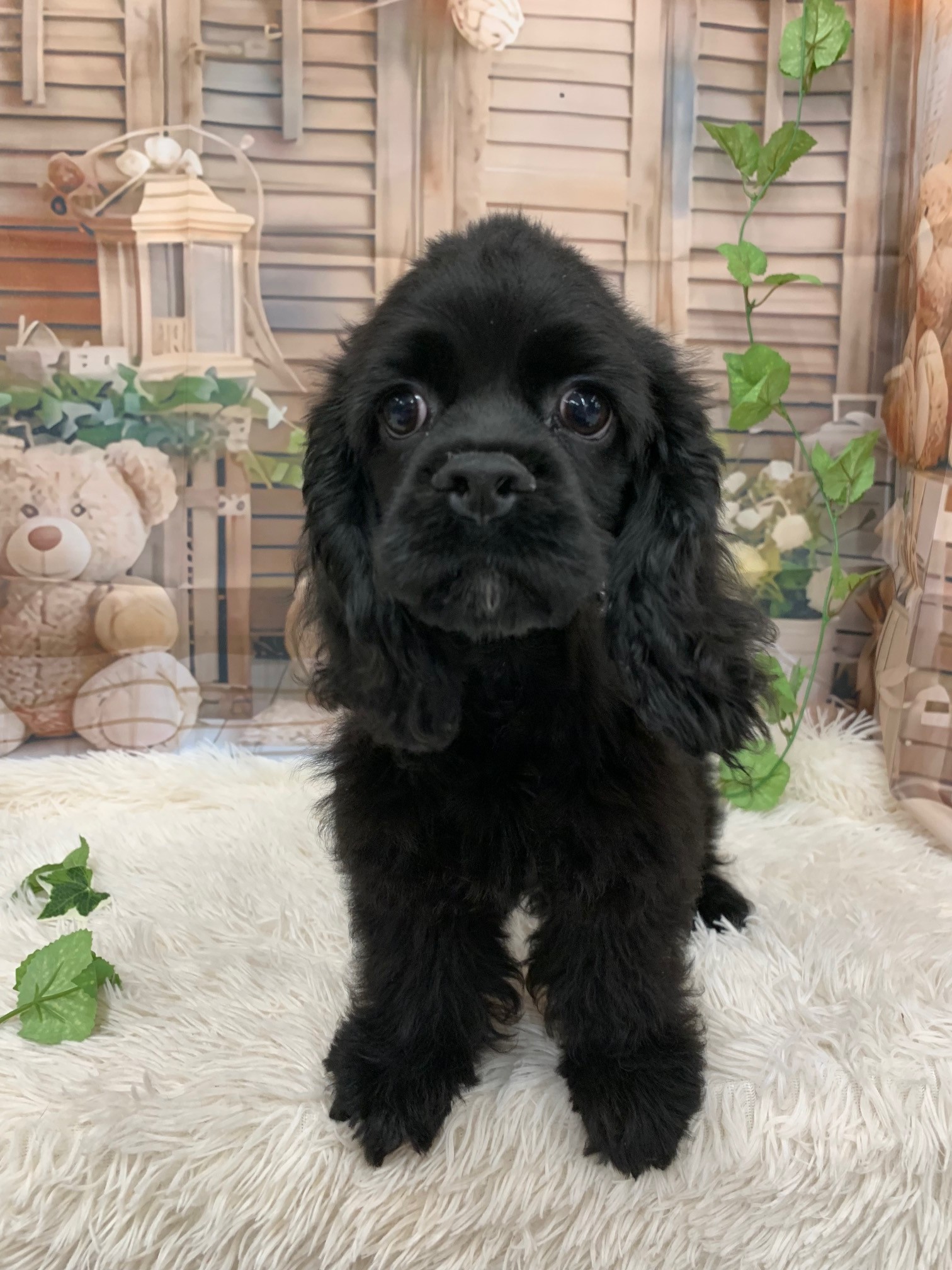 静岡県のアメリカンコッカースパニエル (マルエスペット富士見台店/2025年7月20日生まれ/男の子/ブラック)の子犬の4枚目の画像