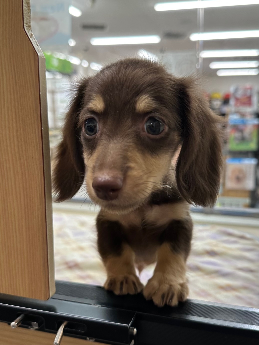 静岡県のミニチュアダックスフンド(ロング) (マルエスペット富士見台店/2025年9月15日生まれ/男の子/チョコレートイエロー)の子犬の4枚目の画像