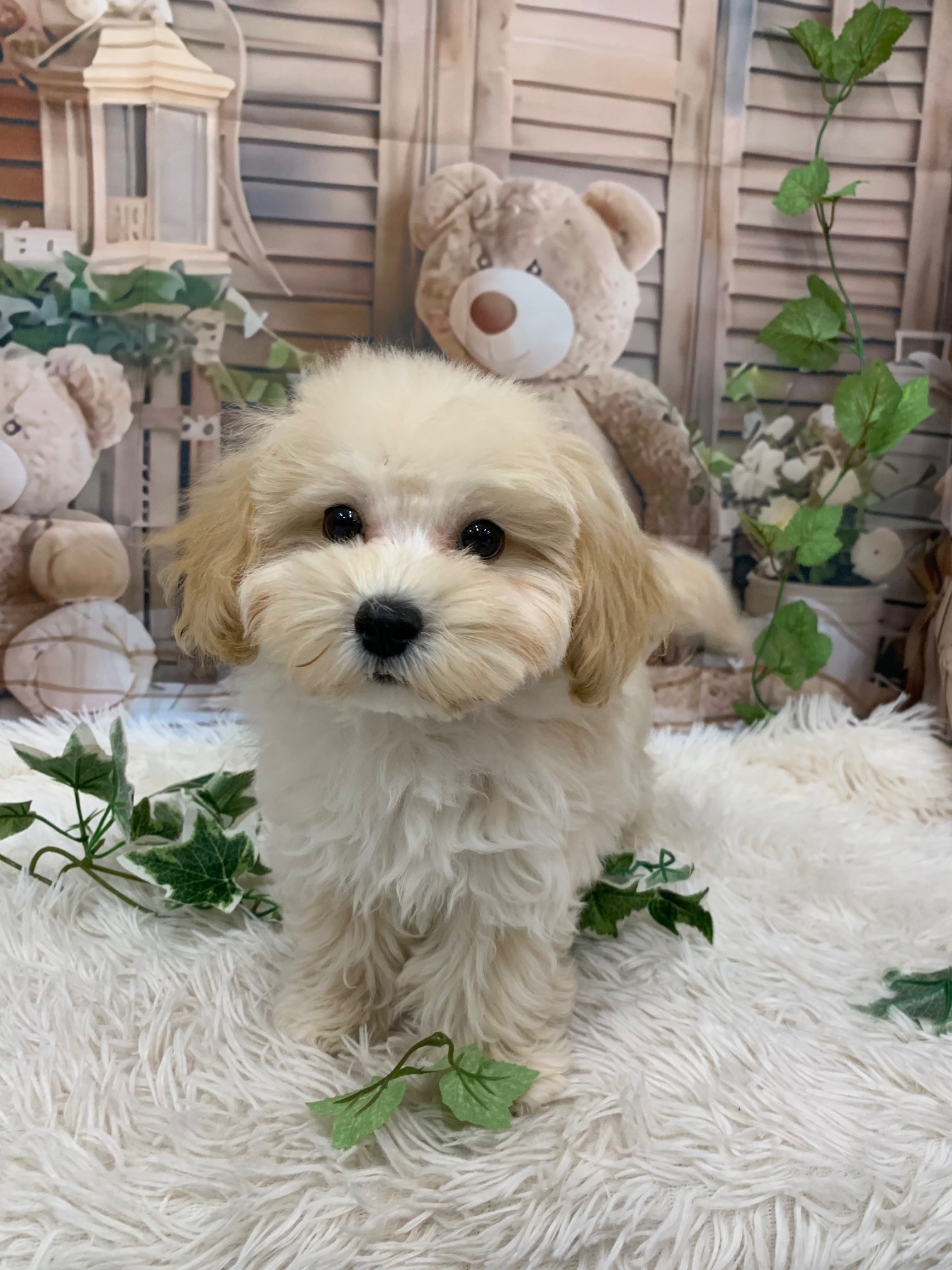 静岡県のマルプー(マルチーズ×プードル) (マルエスペット富士見台店/2025年8月8日生まれ/男の子/クリーム)の子犬の4枚目の画像