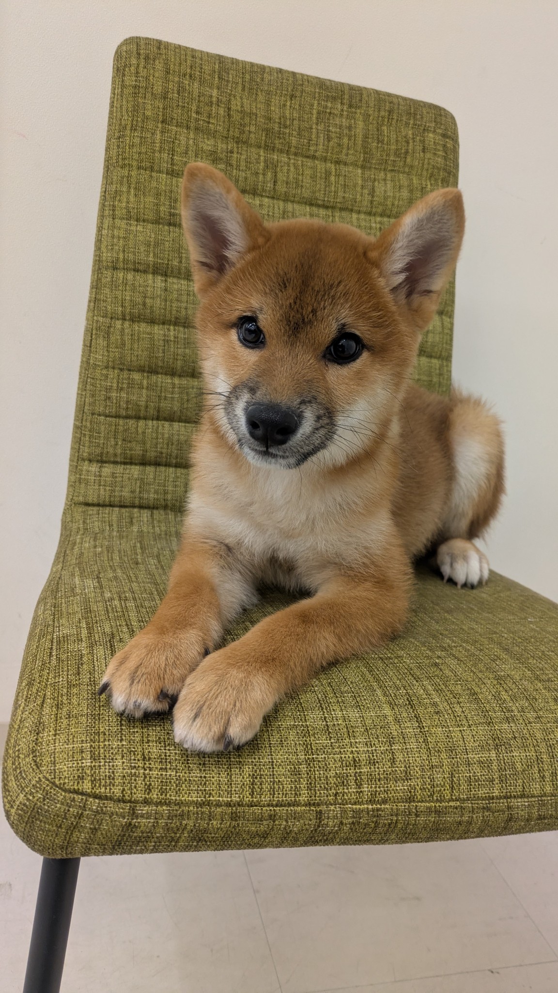 静岡県の柴犬(標準サイズ) (マルエスペット富士見台店/2025年8月24日生まれ/男の子/赤)の子犬の4枚目の画像