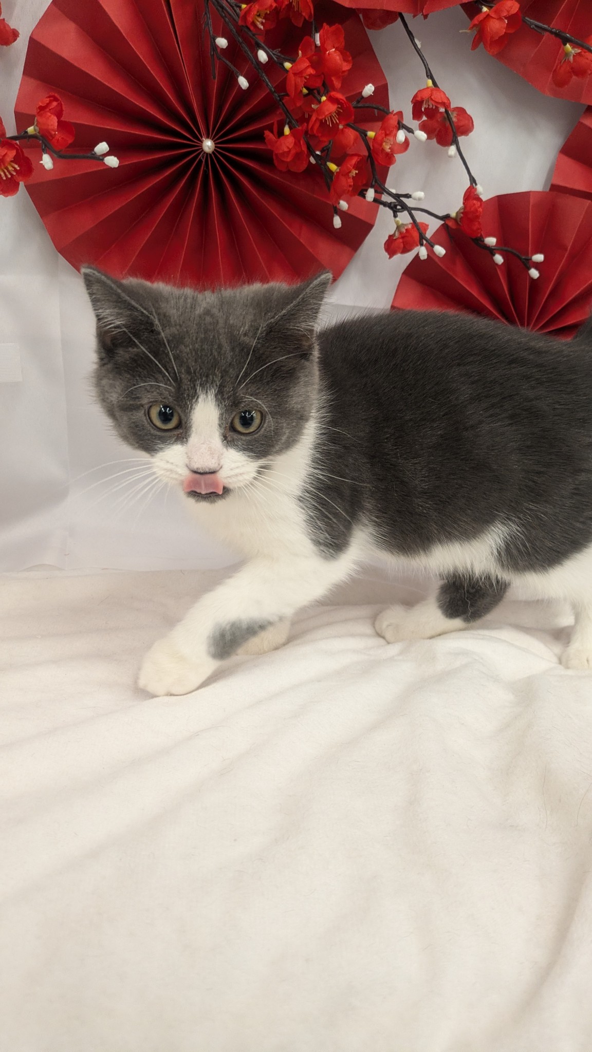 静岡県のスコティッシュフォールド (マルエスペット富士見台店/2025年9月17日生まれ/男の子/ブルーホワイト)の子猫の4枚目の画像