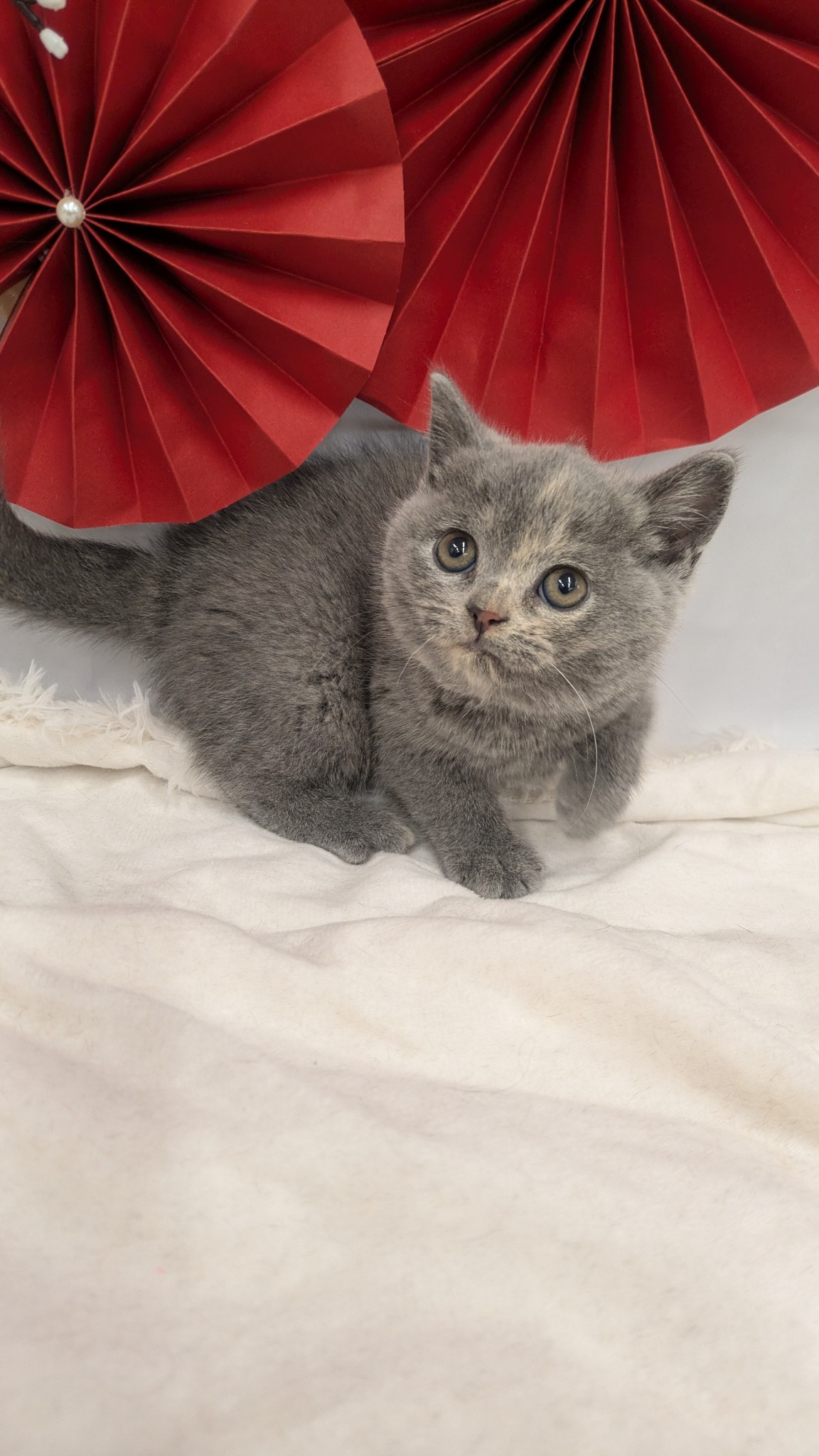 静岡県のブリティッシュショートヘアー (マルエスペット富士見台店/2025年10月18日生まれ/女の子/ブルークリーム)の子猫の4枚目の画像