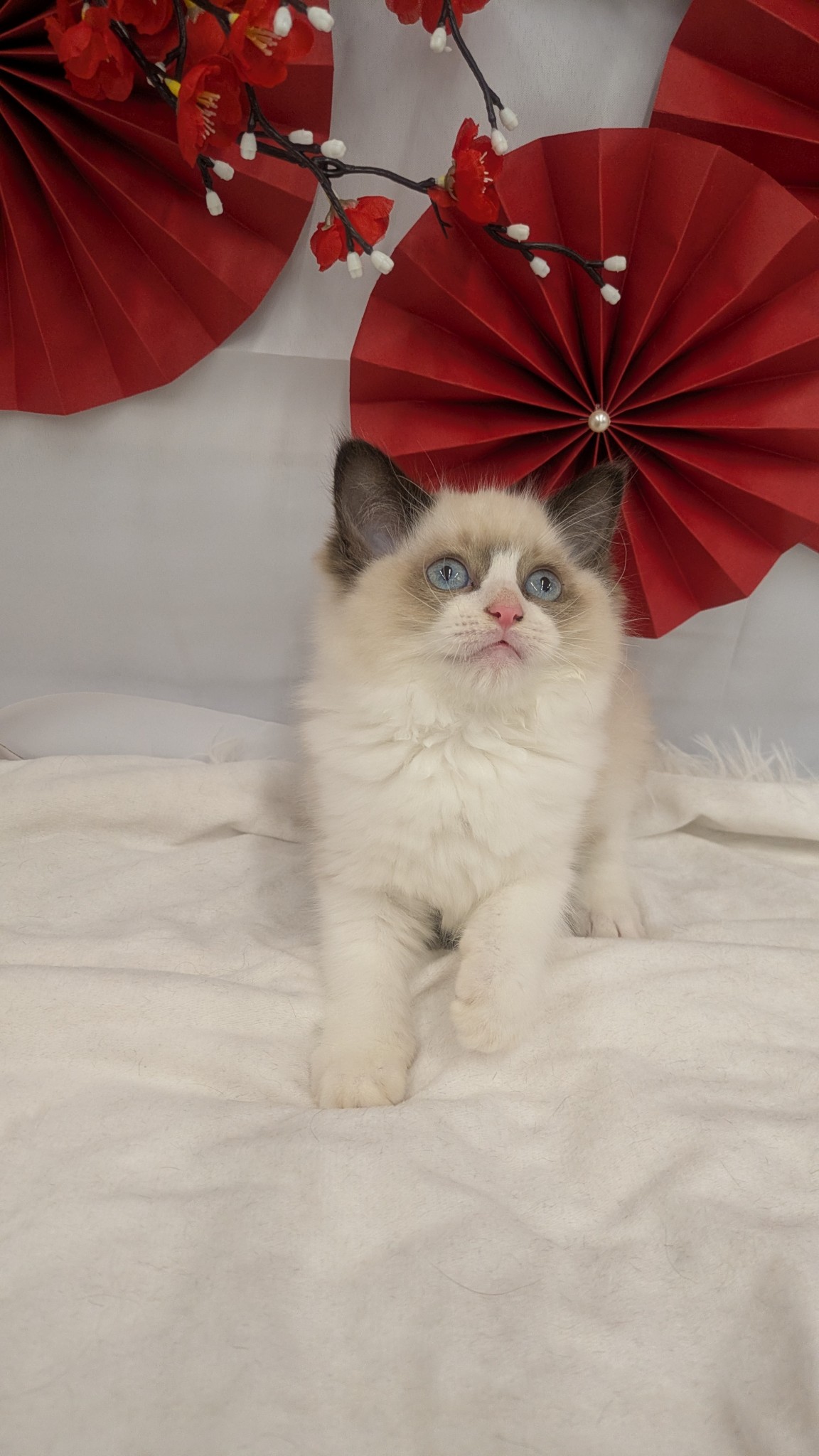 静岡県のラグドール (マルエスペット富士見台店/2025年10月17日生まれ/女の子/シールポイントバイカラー)の子猫の4枚目の画像