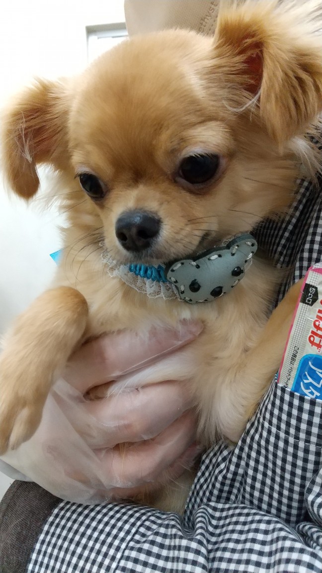 静岡県のチワワ(ロング) (マルエスペット御殿場店/2025年5月25日生まれ/男の子/フォーン)の子犬の4枚目の画像