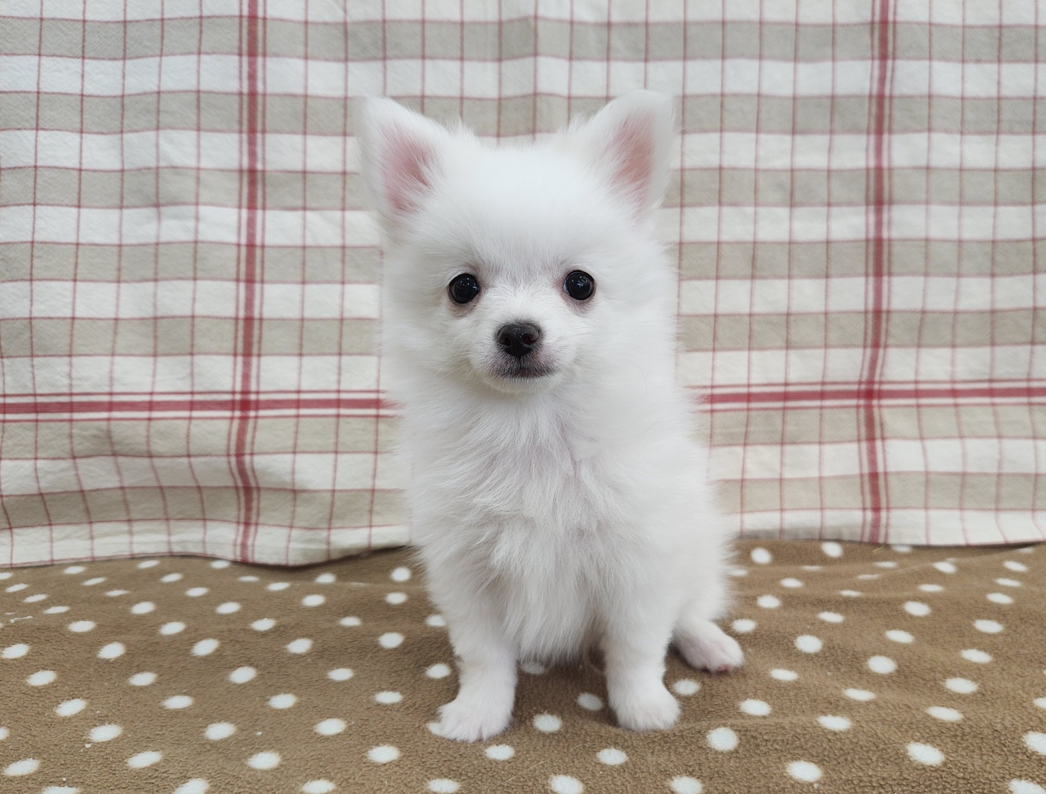 奈良県のポメチワ/チワポメ/ポメチー(ポメラニアン×チワワ) (マルエスペット いかるが店/2025年9月28日生まれ/男の子/ホワイト)の子犬の1枚目の画像