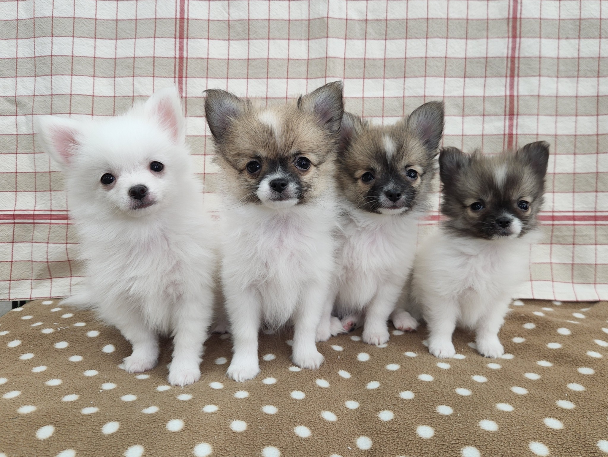奈良県のポメチワ/チワポメ/ポメチー(ポメラニアン×チワワ) (マルエスペット いかるが店/2025年9月28日生まれ/男の子/ホワイト)の子犬の4枚目の画像