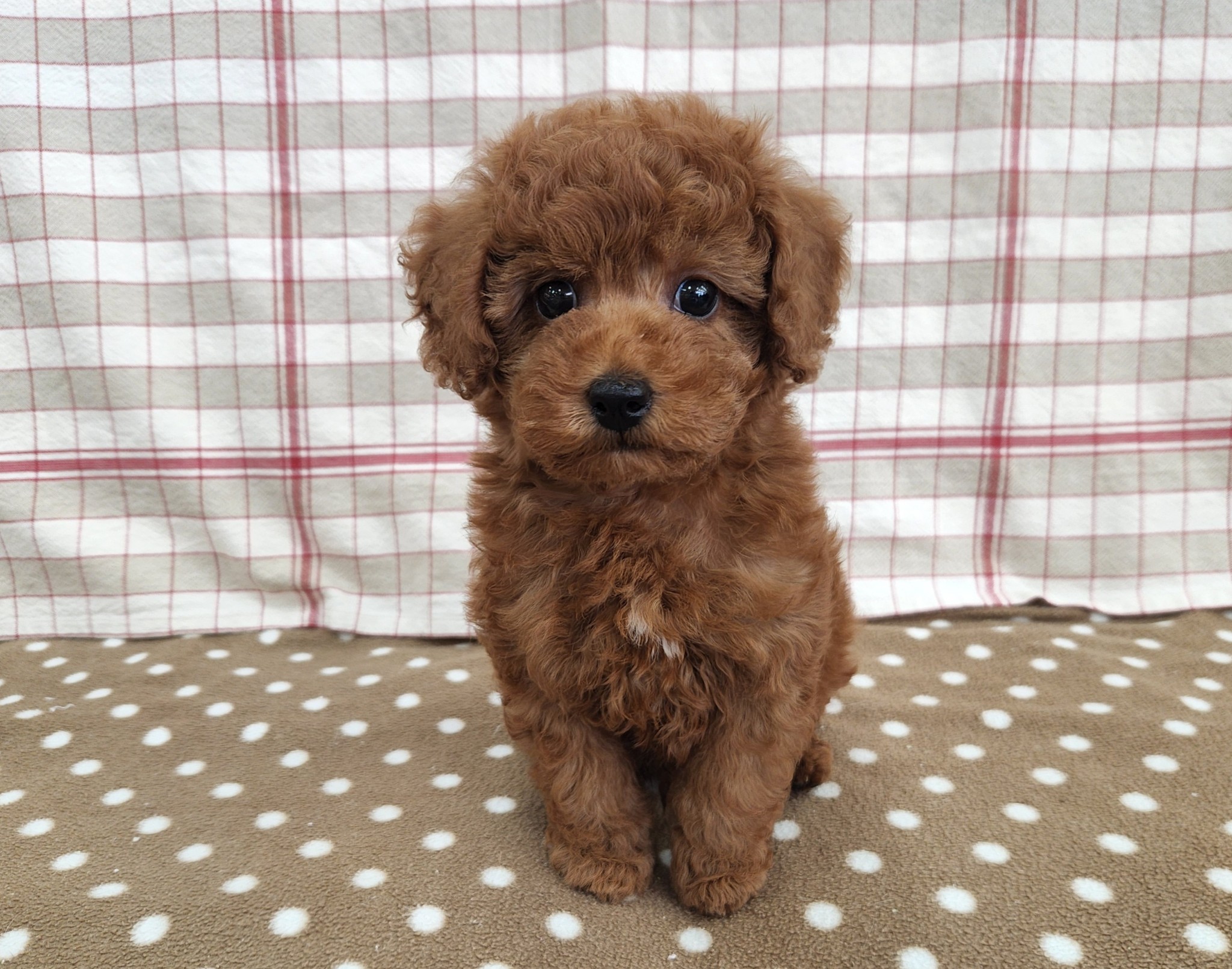 奈良県のトイプードル(トイ) (マルエスペット いかるが店/2025年9月29日生まれ/男の子/レッド)の子犬の1枚目の画像