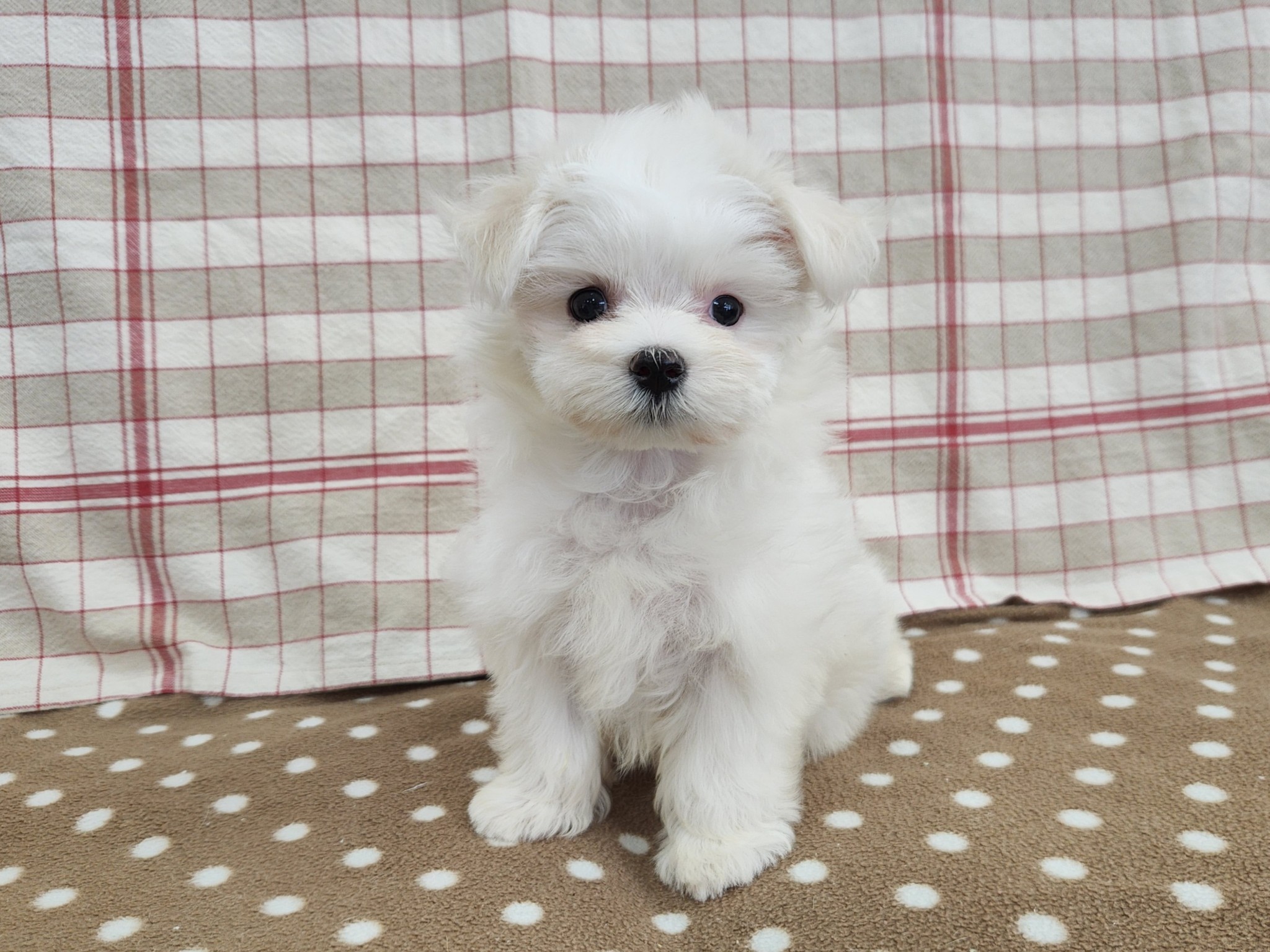 奈良県のマルチーズ (マルエスペット いかるが店/2025年9月28日生まれ/女の子/ホワイト)の子犬の1枚目の画像