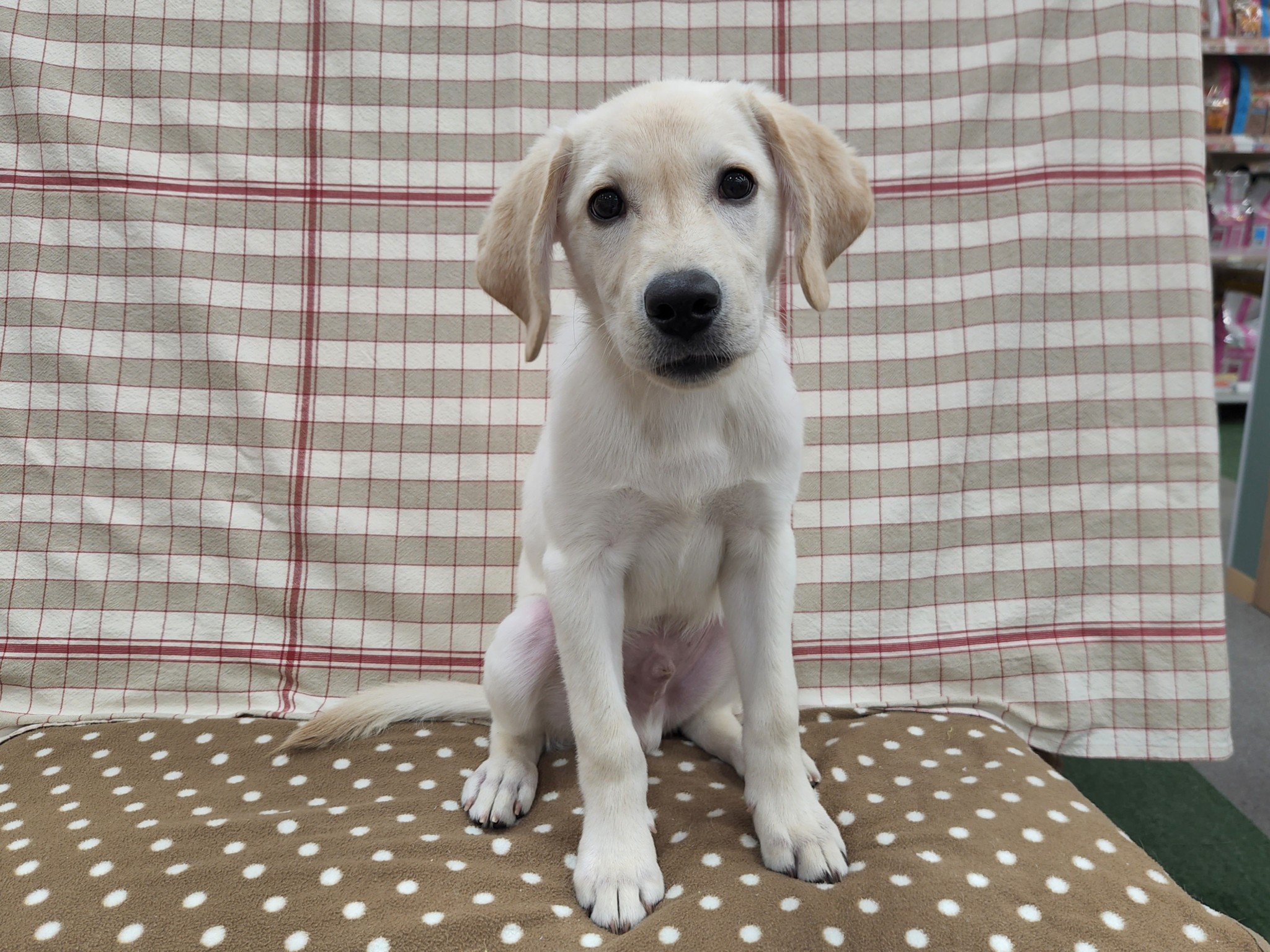 奈良県のラブラドールレトリーバー (マルエスペット いかるが店/2025年7月18日生まれ/男の子/イエロー)の子犬の4枚目の画像