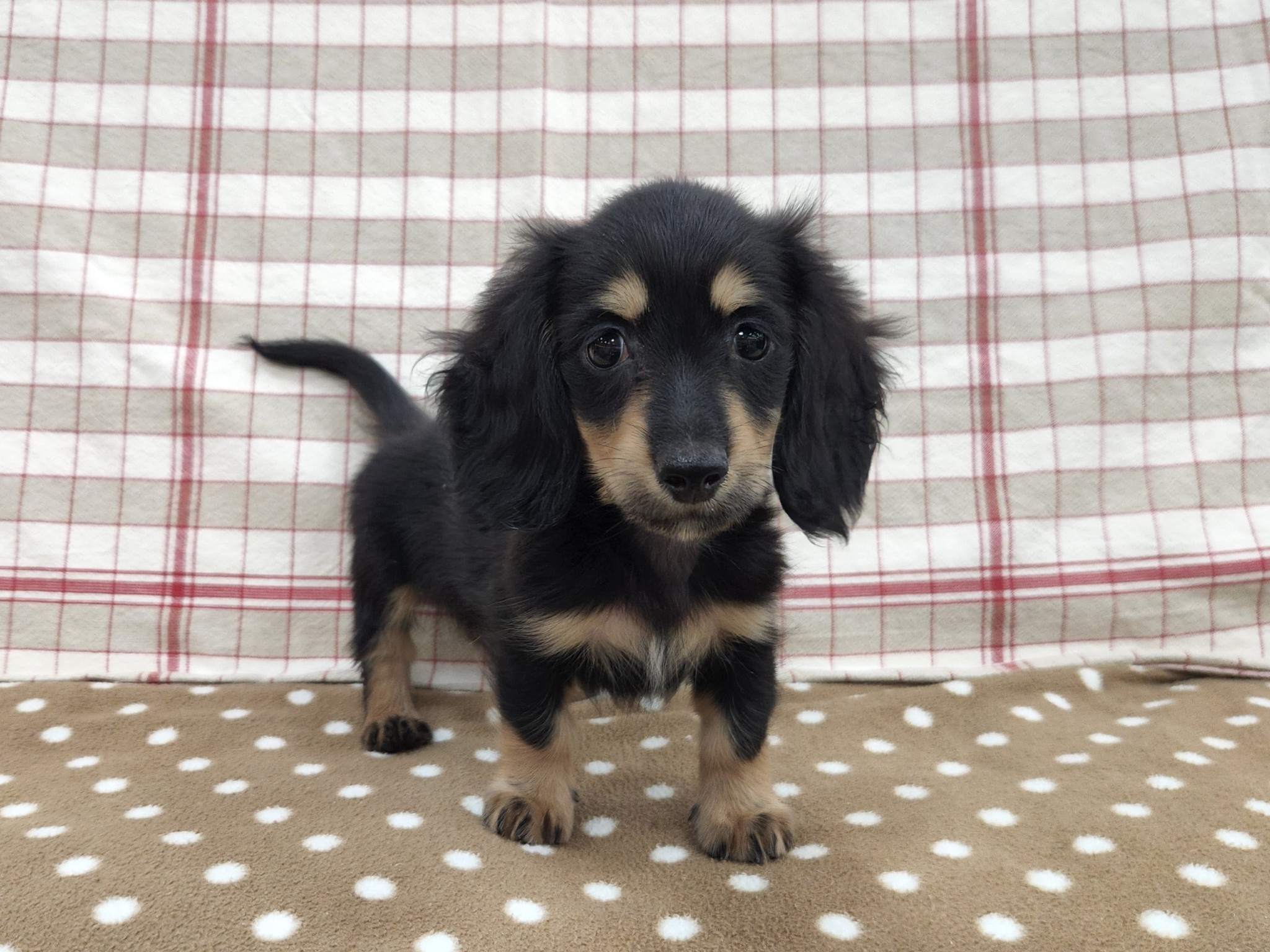 奈良県のミニチュアダックスフンド(ロング) (マルエスペット いかるが店/2025年10月6日生まれ/男の子/ブラックイエロー)の子犬の1枚目の画像