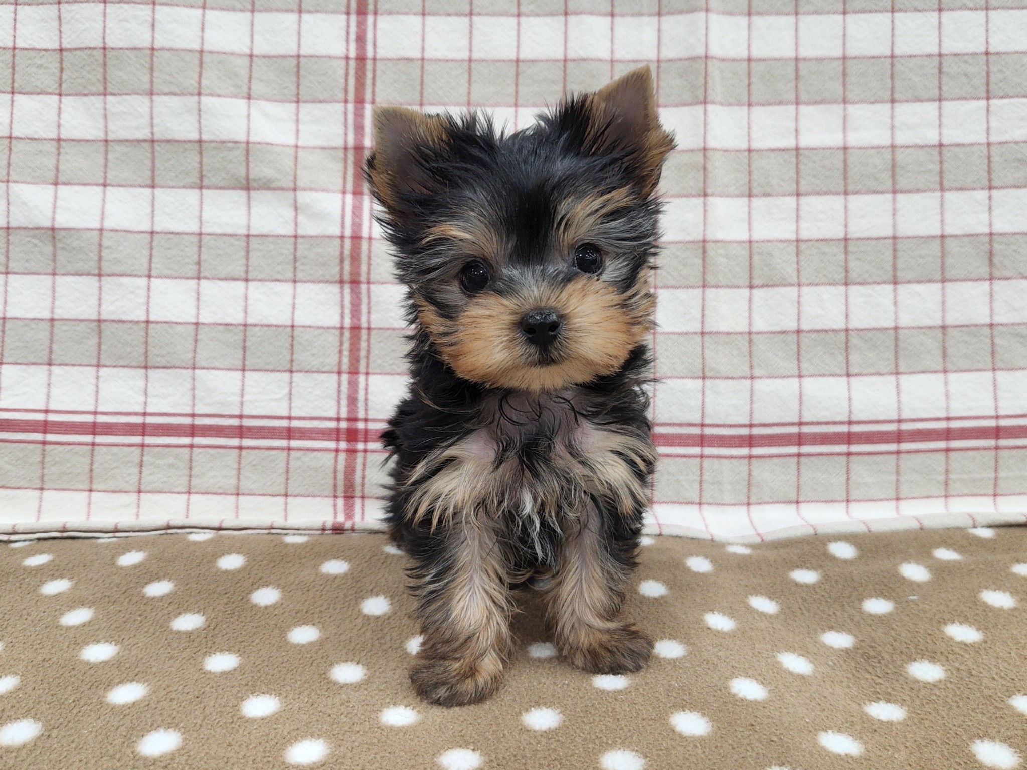 奈良県のヨークシャーテリア (マルエスペット いかるが店/2025年10月6日生まれ/女の子/スチールブルータン)の子犬の1枚目の画像