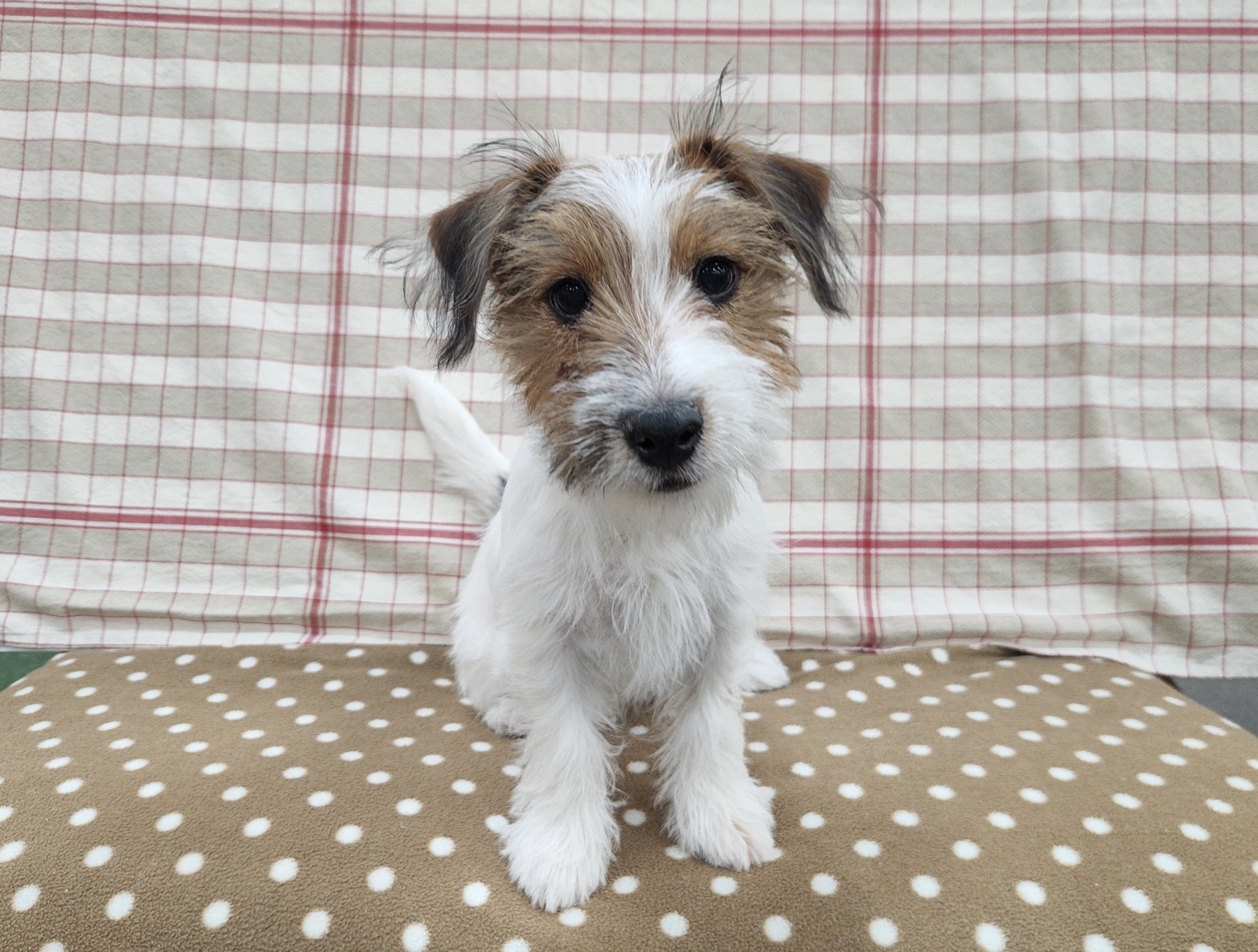 奈良県のジャックラッセルテリア (マルエスペット いかるが店/2025年7月30日生まれ/男の子/ホワイトタン)の子犬の4枚目の画像