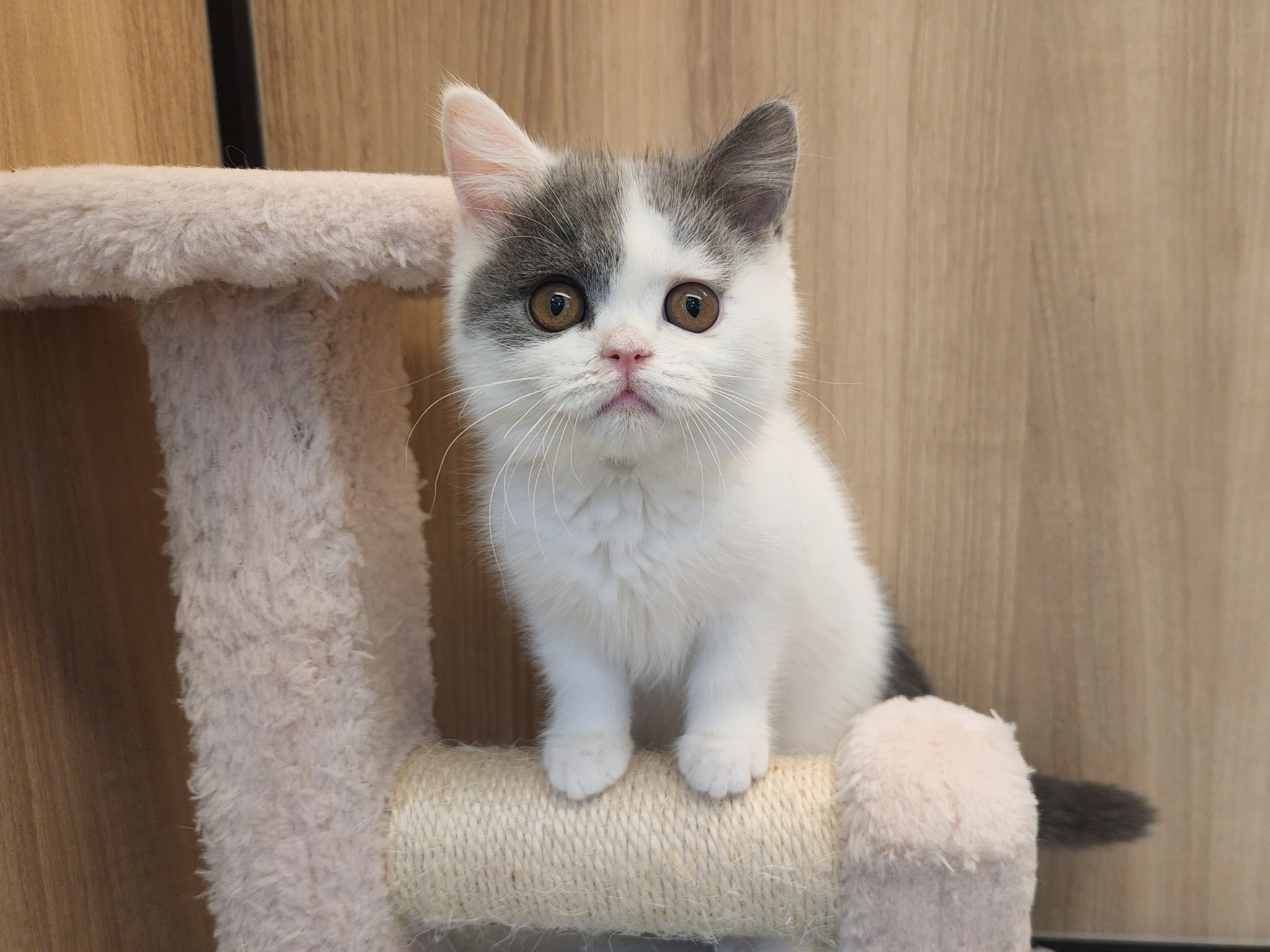 奈良県のブリティッシュショートヘアー (マルエスペット いかるが店/2025年9月14日生まれ/女の子/ブルーホワイト)の子猫の4枚目の画像