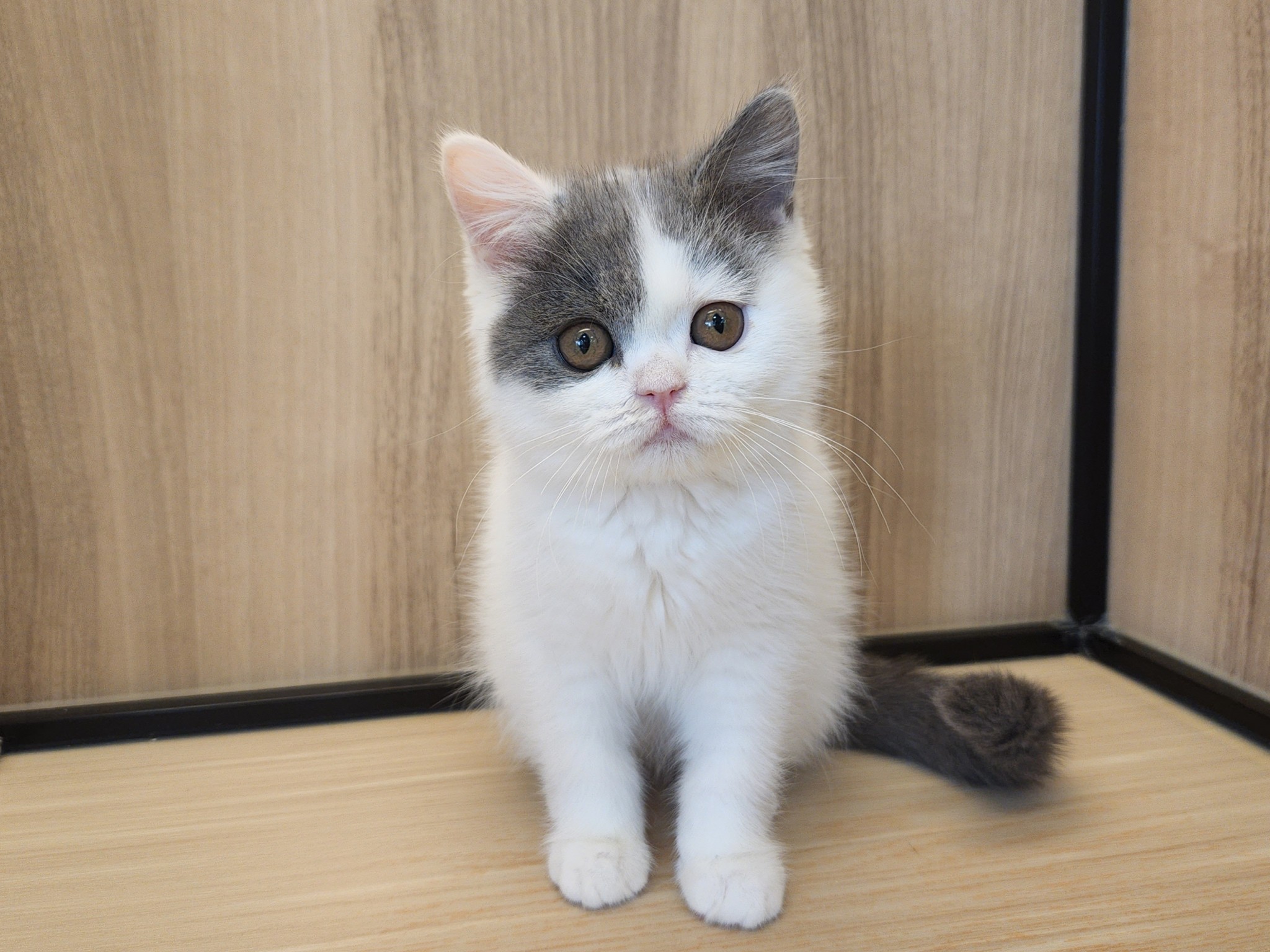 奈良県のブリティッシュショートヘアー (マルエスペット いかるが店/2025年9月14日生まれ/女の子/ブルーホワイト)の子猫の1枚目の画像