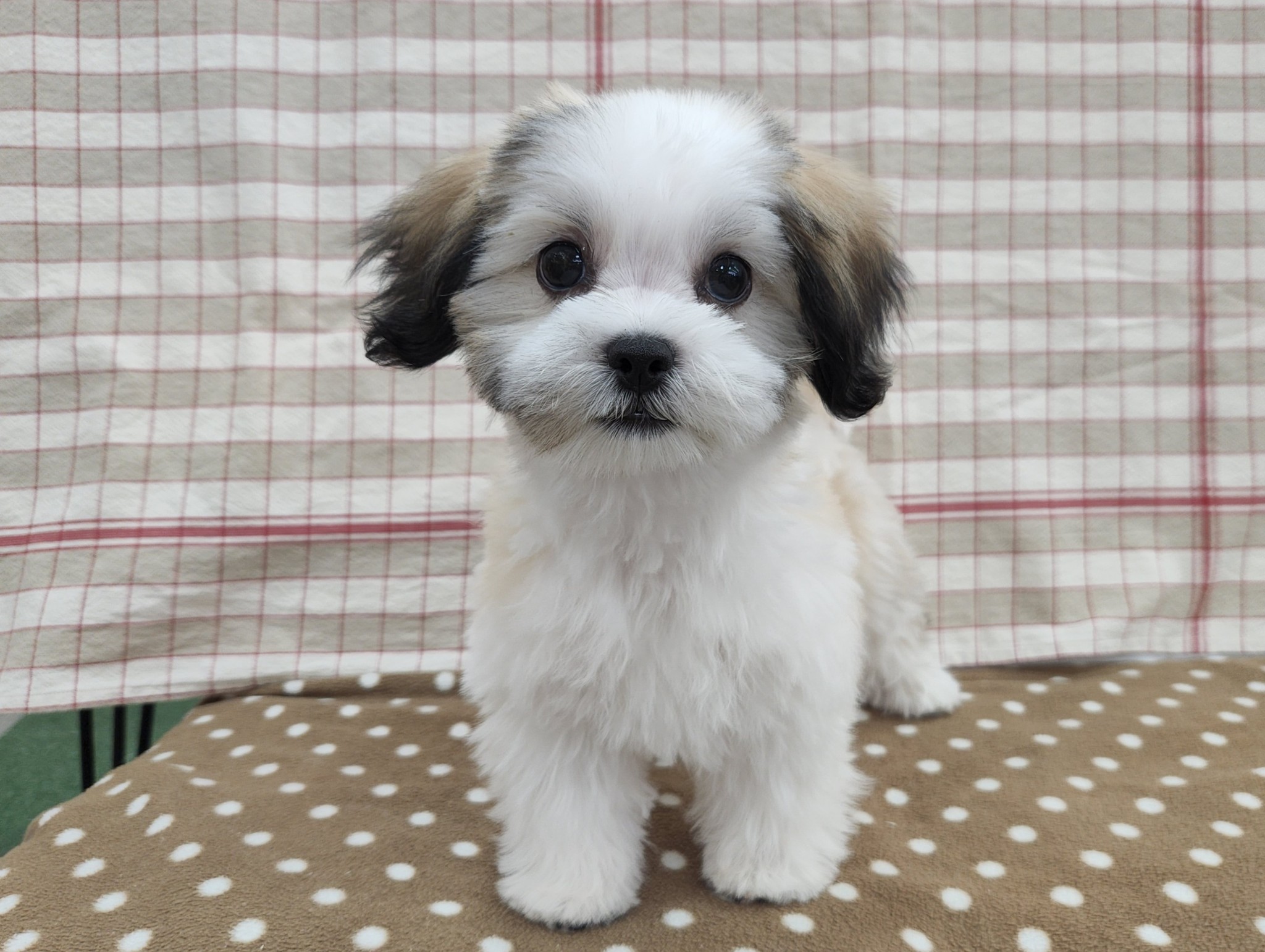 奈良県のマルズー/マルシーズ(マルチーズ×シーズー) (マルエスペット いかるが店/2025年9月20日生まれ/男の子/ゴールドホワイト)の子犬の4枚目の画像