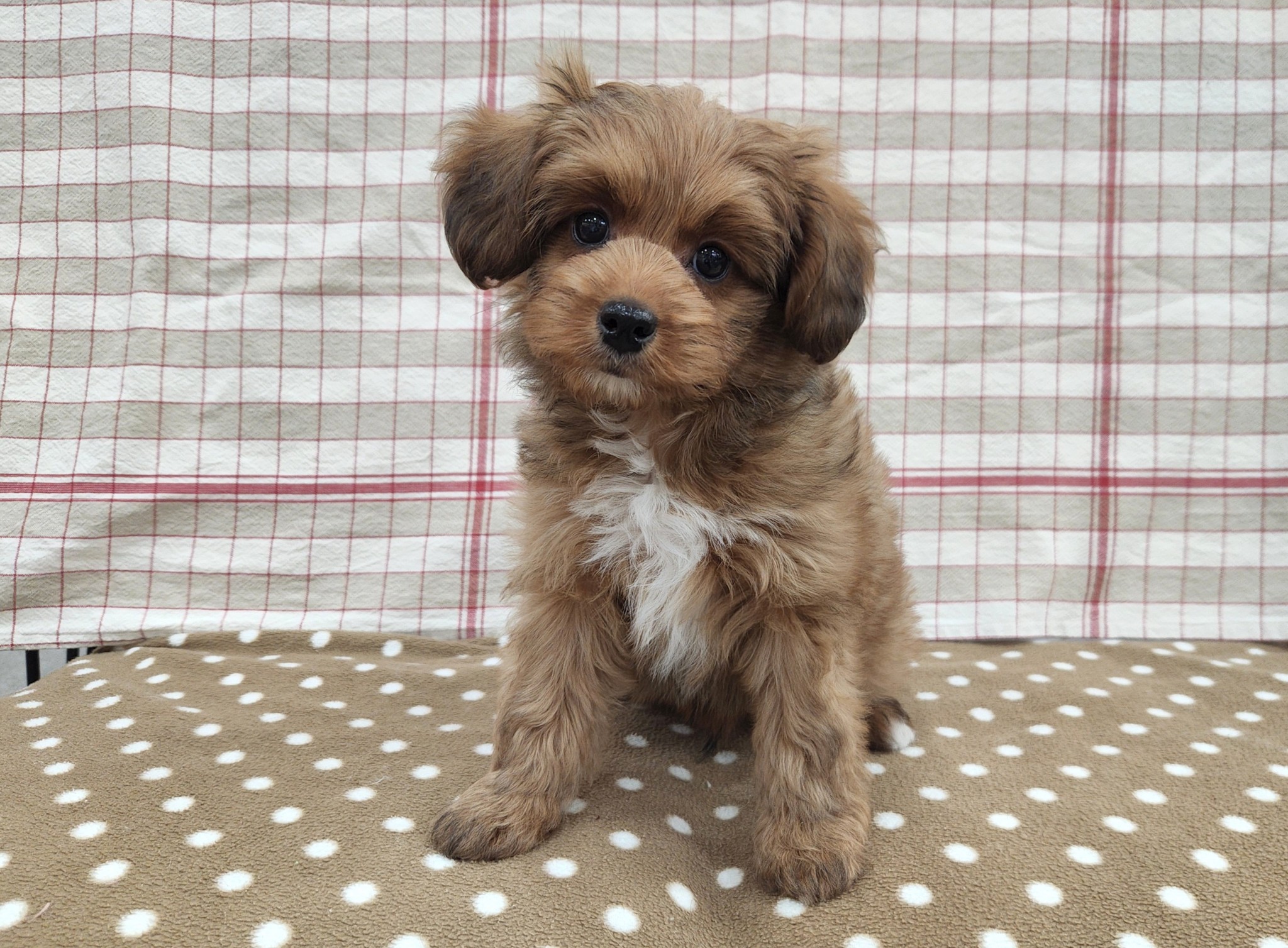 奈良県のパピプー(パピヨン×プードル) (マルエスペット いかるが店/2025年10月13日生まれ/男の子/レッド)の子犬の1枚目の画像