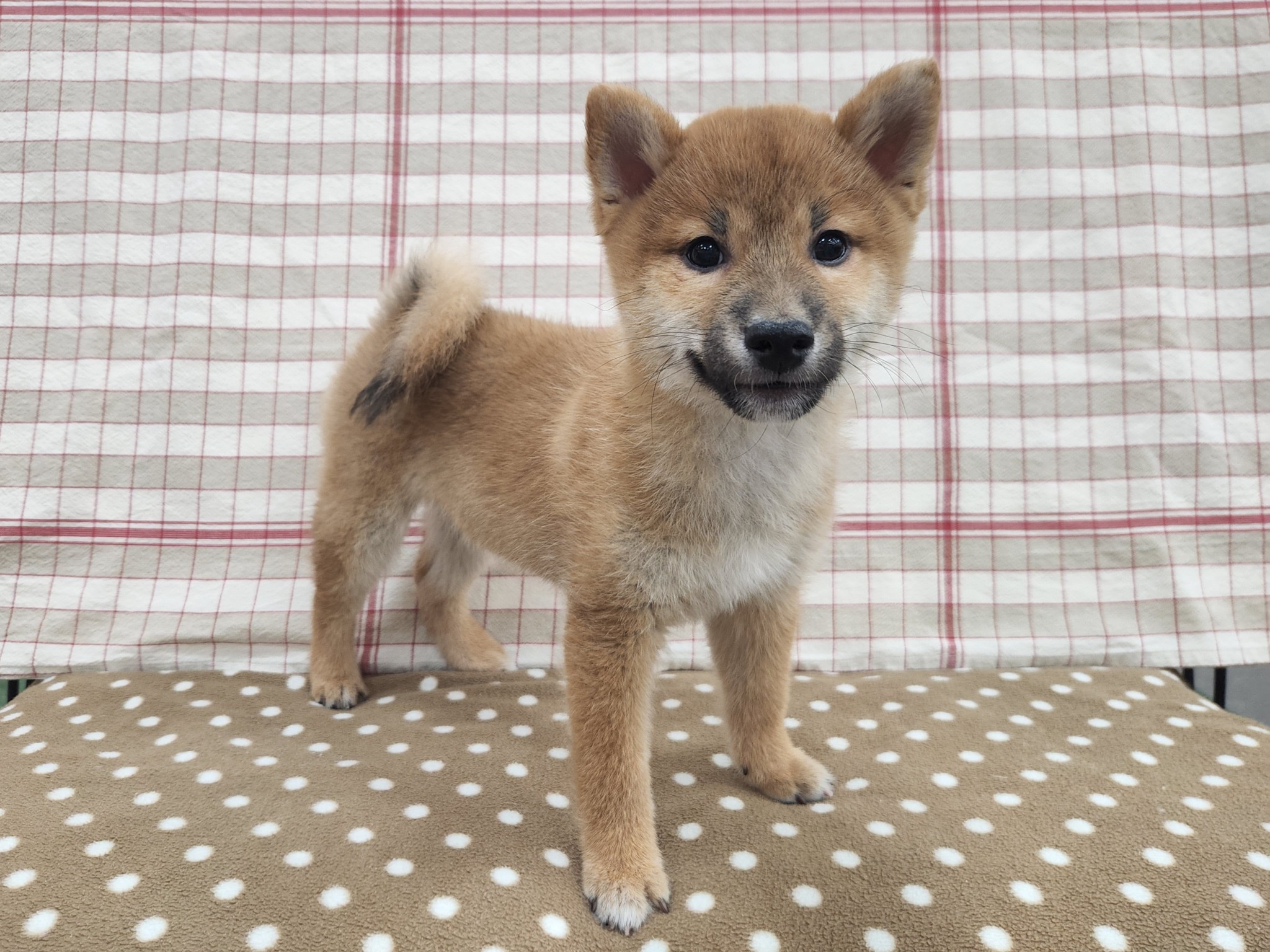 奈良県の柴犬(標準サイズ) (マルエスペット いかるが店/2025年9月22日生まれ/男の子/赤)の子犬の4枚目の画像