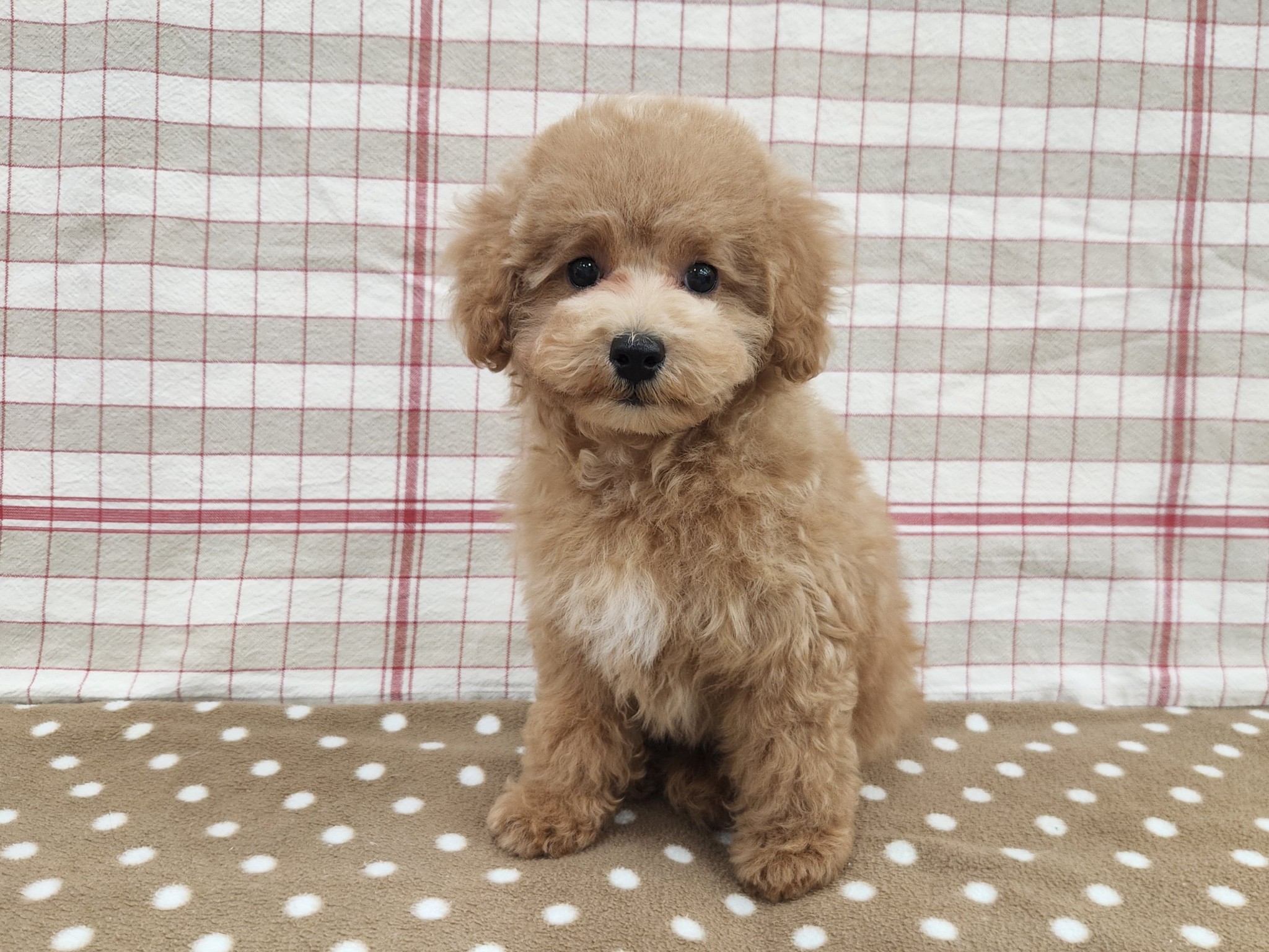 奈良県のトイプードル(トイ) (マルエスペット いかるが店/2025年10月12日生まれ/男の子/オレンジフォーン)の子犬の1枚目の画像